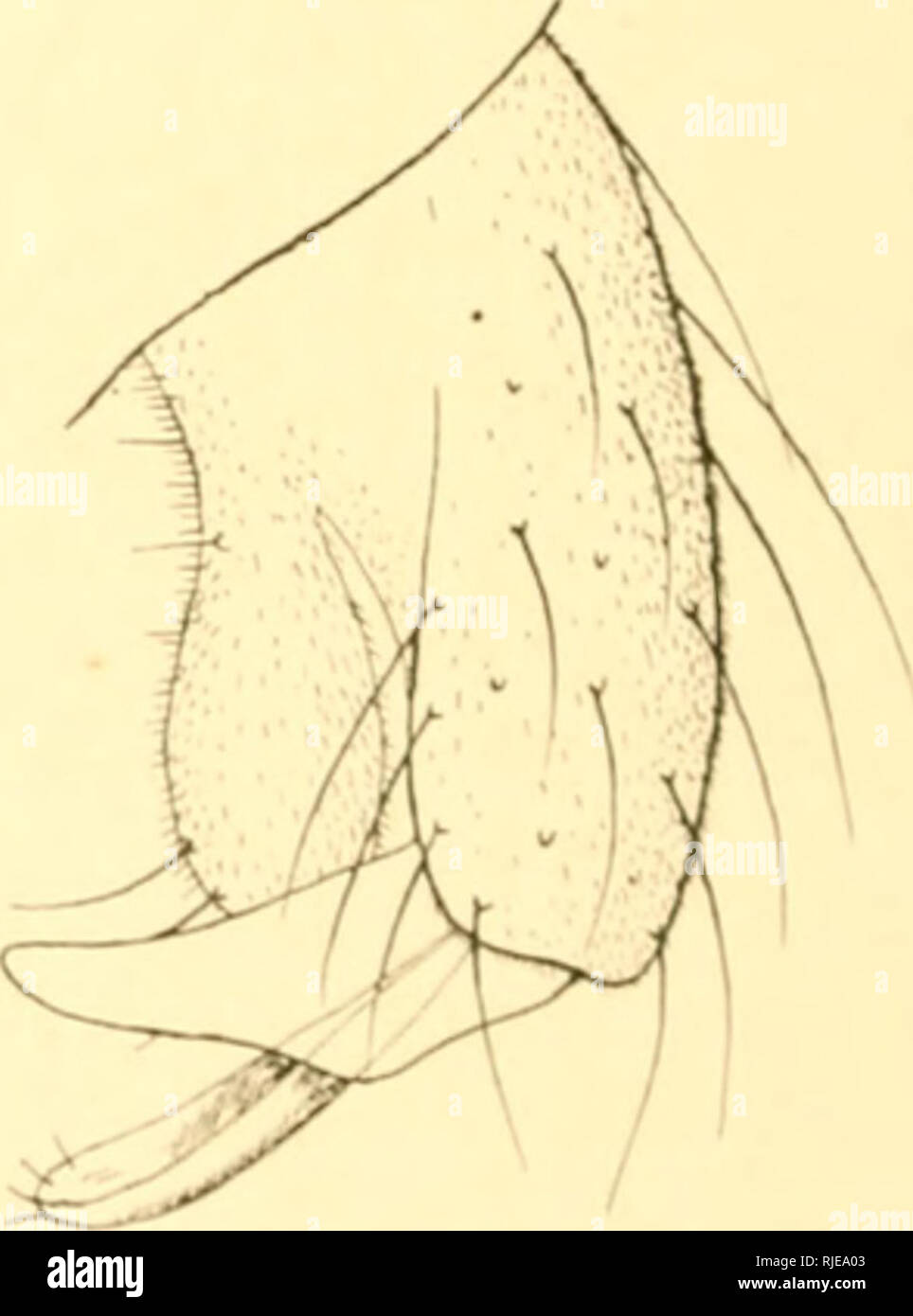 . Ceratopogoninae de Belgique. Diptera; Ceratopogonidae. lui. r,. â l'alpe de TricliocliiJhi'' iiliJipti. I''iii. 02. â l'incc de Triclioflii- Jiui iiiiJipn. FiG. OA- â l'incc de Di/'IoiliiJiiis ciillrigtr. (ii.NKi DIPl.OCL.ADIL S KiiiiiK I. cxcmplane qui- j'ai capture &lt;lirtÃ¨ie du type dÃ©crit par kiKlKKK (Zeitscb f wi^sensch [lis Biol , 7, 10081 par la coloratifMi, ipii est noire; niesonotum Ã peine luisant, abdomen brun-noir, pattes brun jaimÃ¢trc, balanciers blanchÃ¢tres, l'ince (hg. 03) l'aille : 4.5 mm O cultrijfcr KlKFV.. Please note that these images are extracted from scanned page Stock Photo