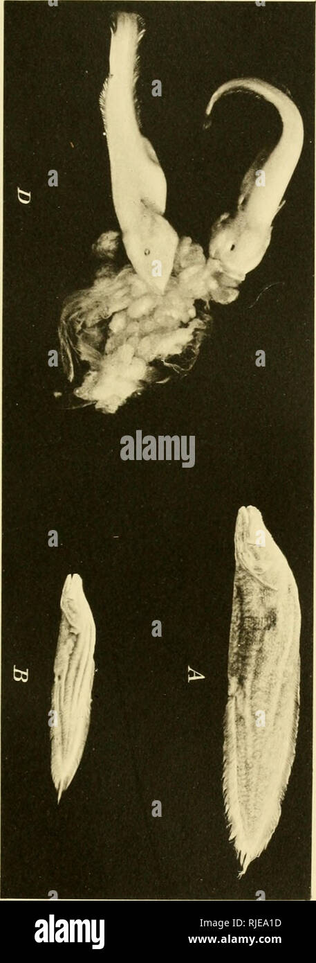 Page 337 D A R E High Resolution Stock Photography And Images Alamy