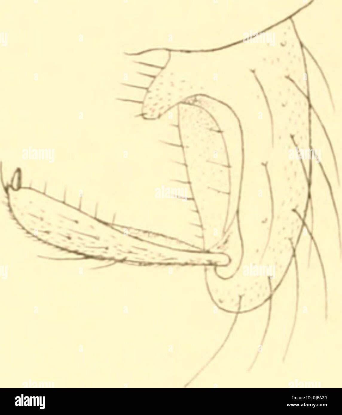 . Ceratopogoninae de Belgique. Diptera; Ceratopogonidae. . Please note that these images are extracted from scanned page images that may have been digitally enhanced for readability - coloration and appearance of these illustrations may not perfectly resemble the original work.. Goetghebuer, Maurice. Bruxelles : Hayez, imprimeur de l'Académie royale de Belgique Stock Photo