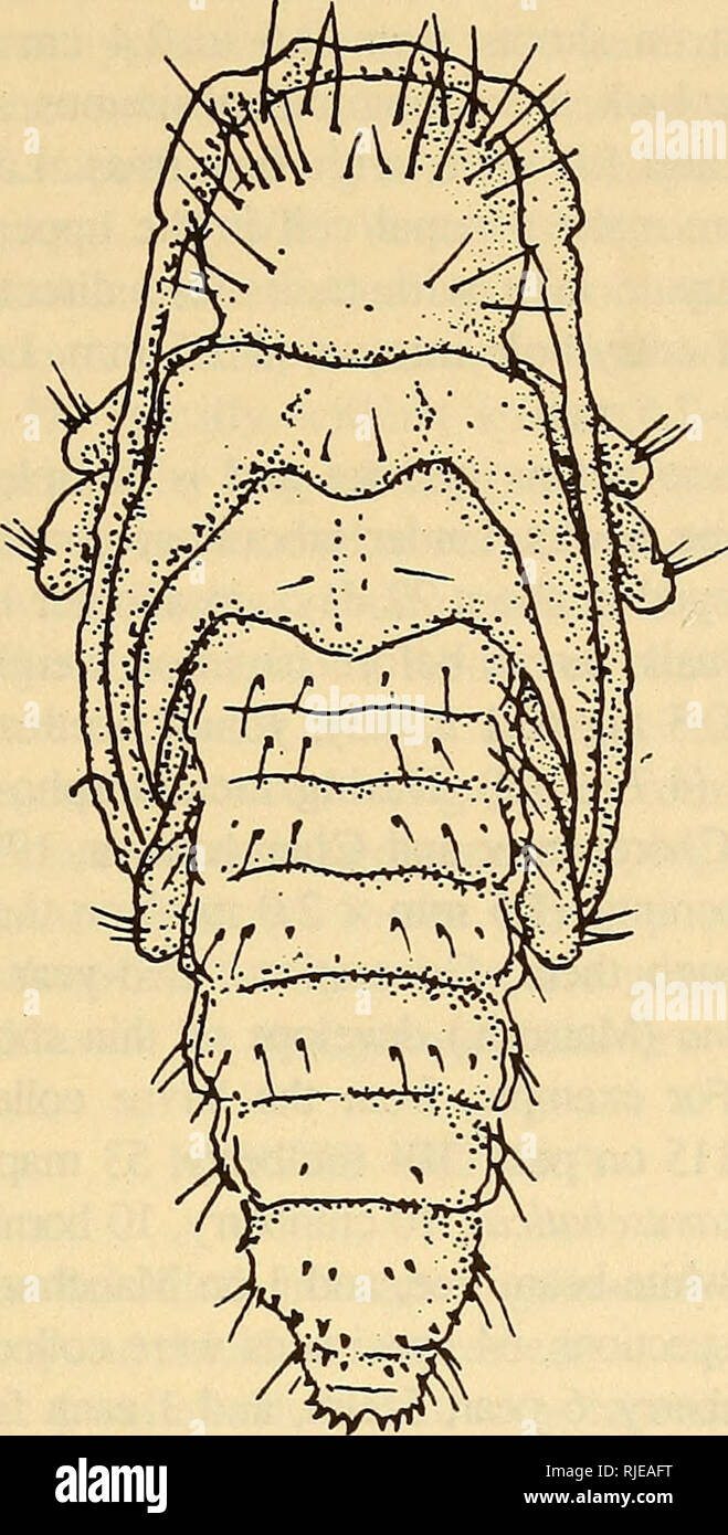 . Cerambycidae of Northern Asia. Cerambycidae; Beetles; Cerambycidae; Cerambycidae. 26S^. 197 Fig. 109. Pupa of Egesina bifasciana (Matsush.). Tergite VIII short, posteriorly rounded, disk with four minute spinules in transverse row. Tip of abdomen obtuse, bound by semicircular ridge bearing up to 10 setigerous spinules. In females these spinules more devel- oped, but in males less so, Valvifers of female small, hemispherical, with very narrow interspace. Body length 5,5-6.0 mm, width of abdomen up to 1.1 mm. Material: Collected in Ussuri-Primor'e region. Adults 430, larvae 63, pupae 4 males a Stock Photo