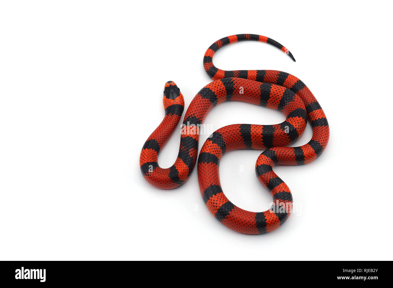 Red-black Milk snake isolated on white background Stock Photo