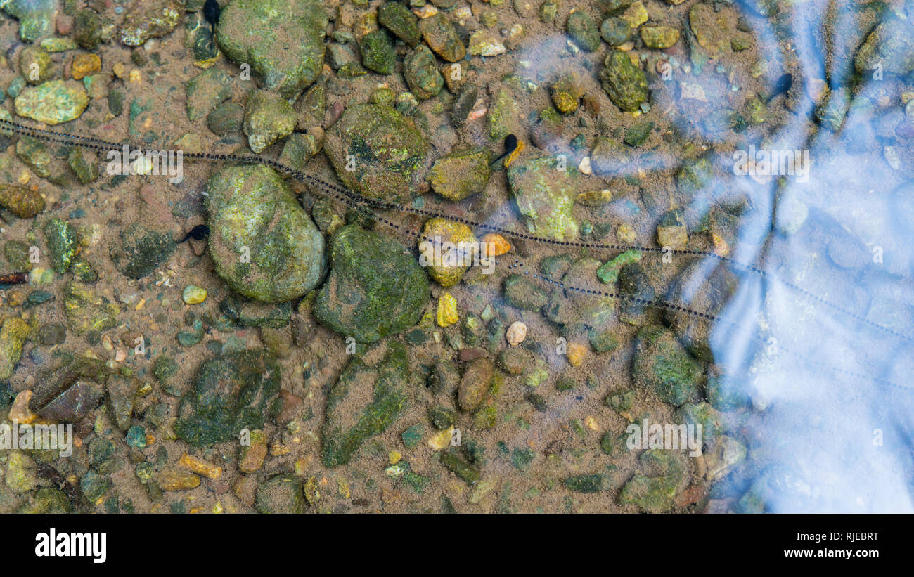 A nice photograph of a line of frog eggs in a river at Drake Bay, Costa Rica Stock Photo