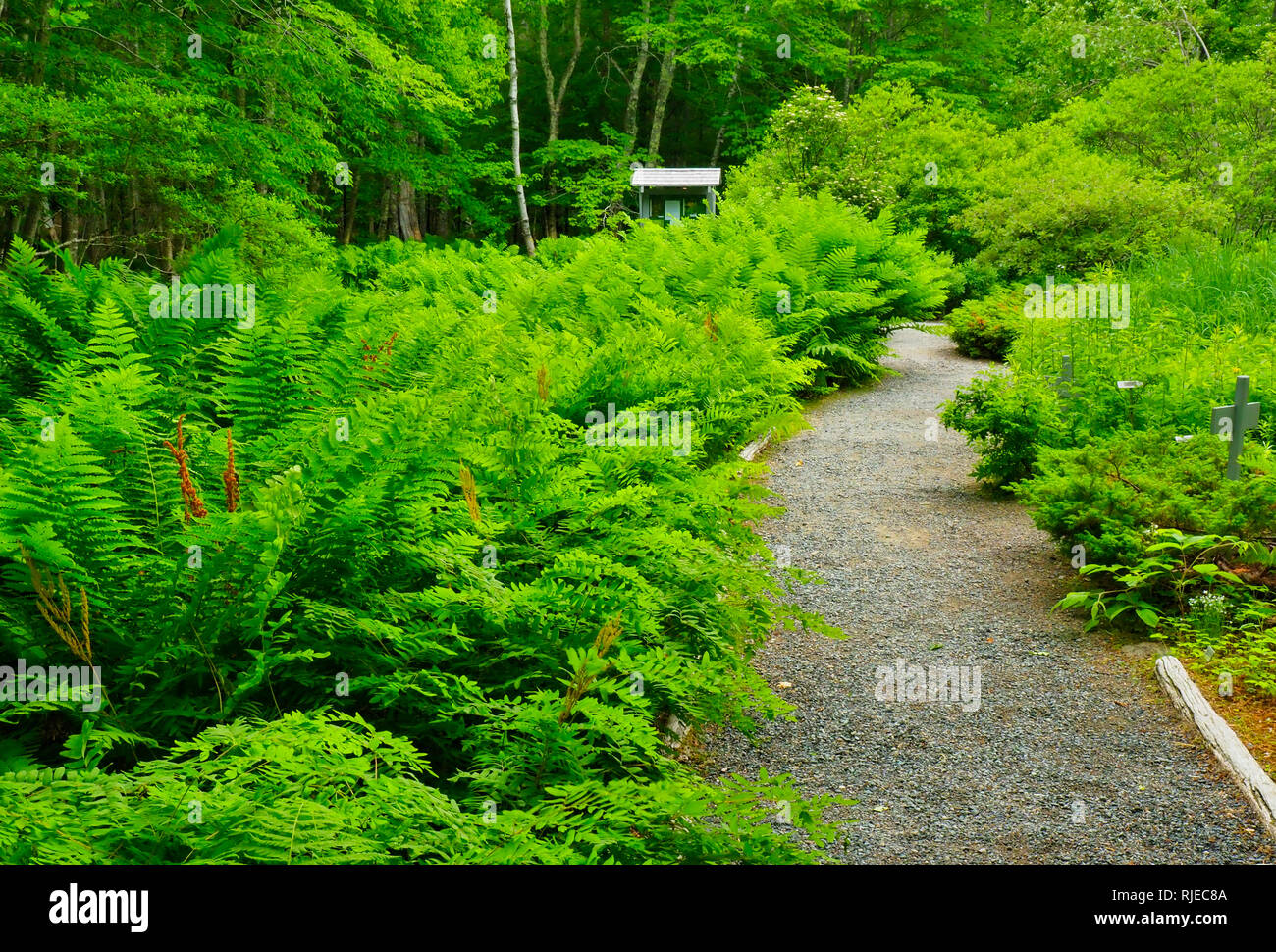 Wild Gardens Of Acadia Acadia National Park Maine Usa Stock