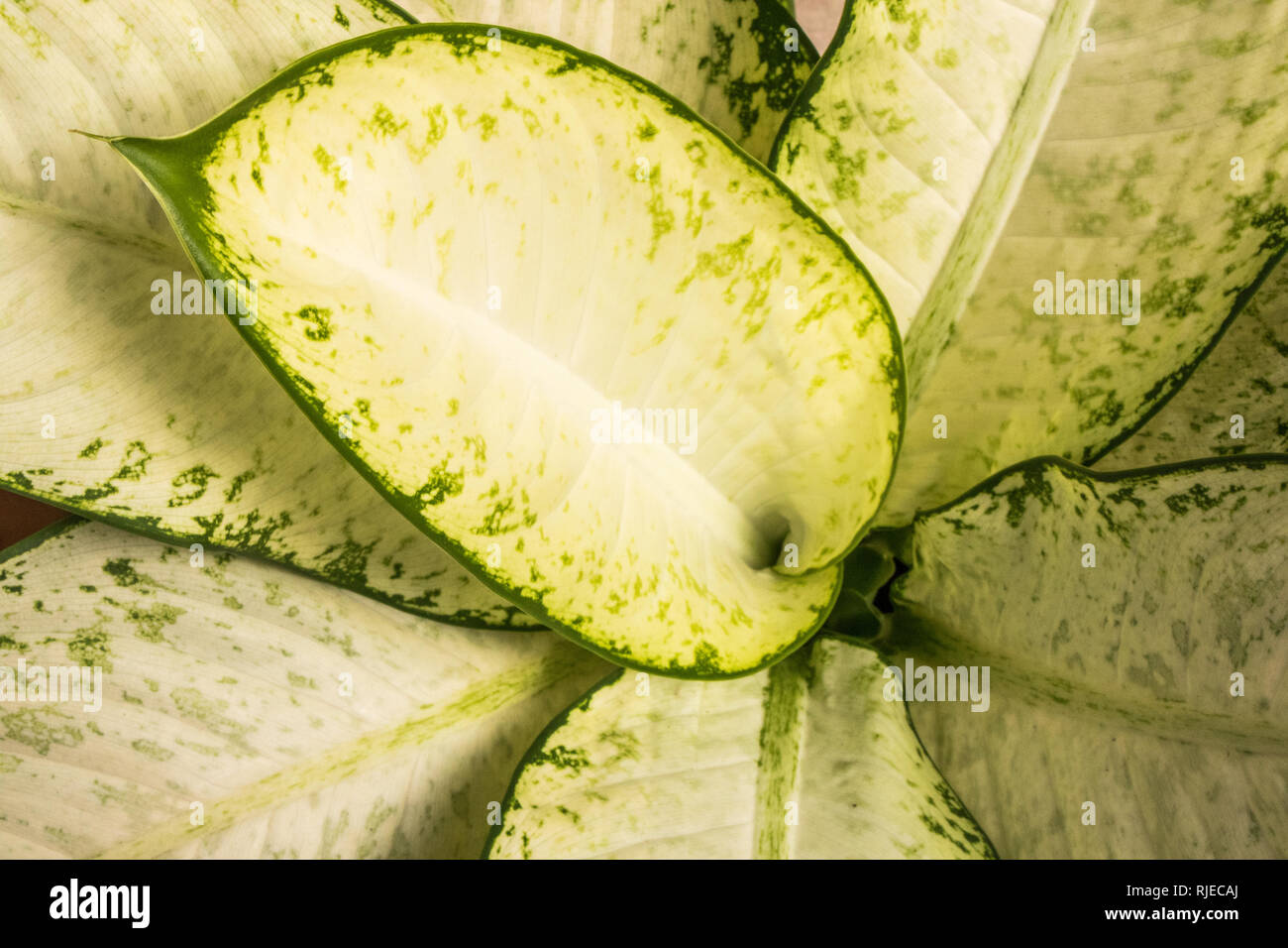 Closeup of Aglaonema modestum leaves background Stock Photo