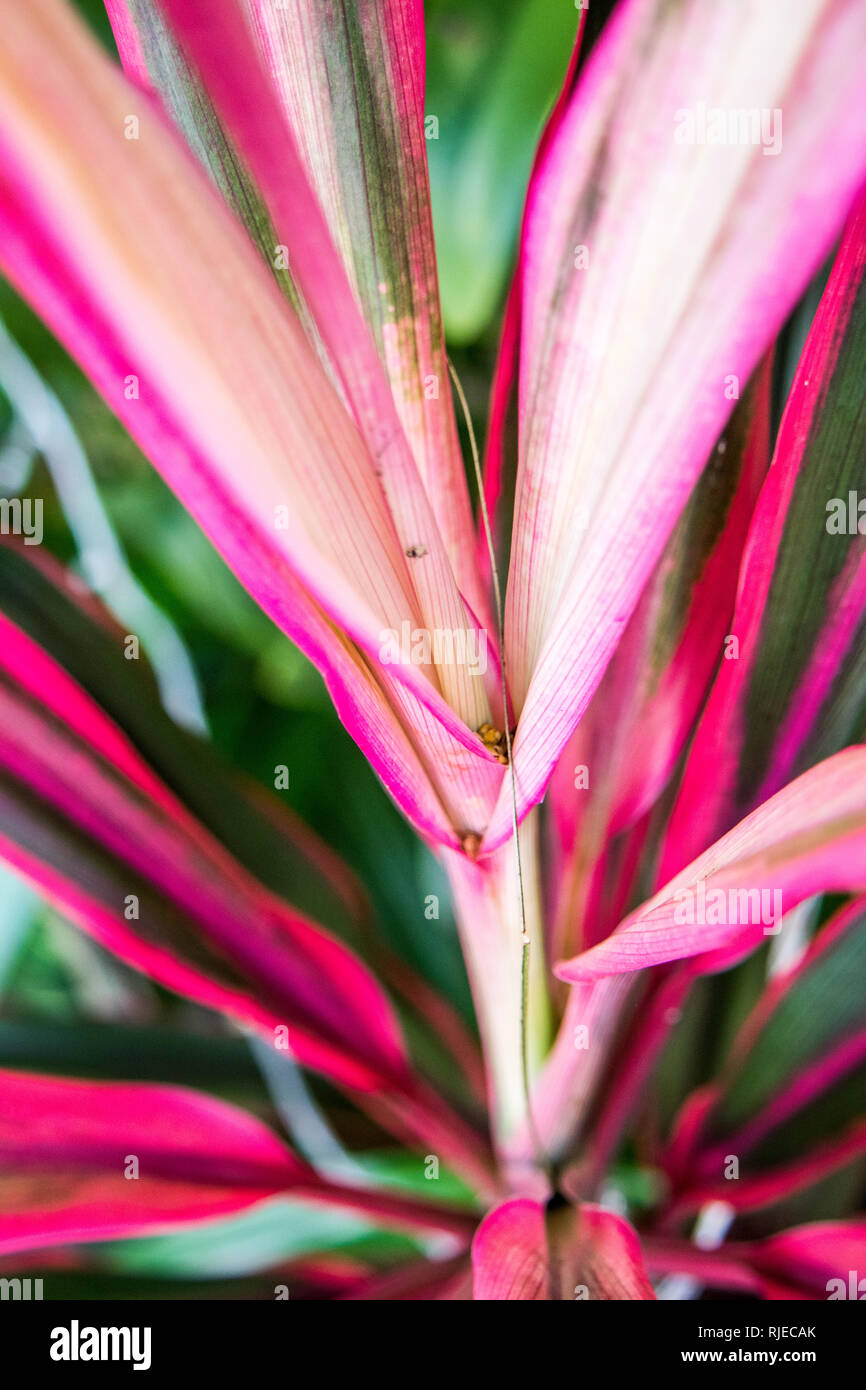 Closeup of Cordyline Fruticosa red leaved plant, Thailand Stock Photo