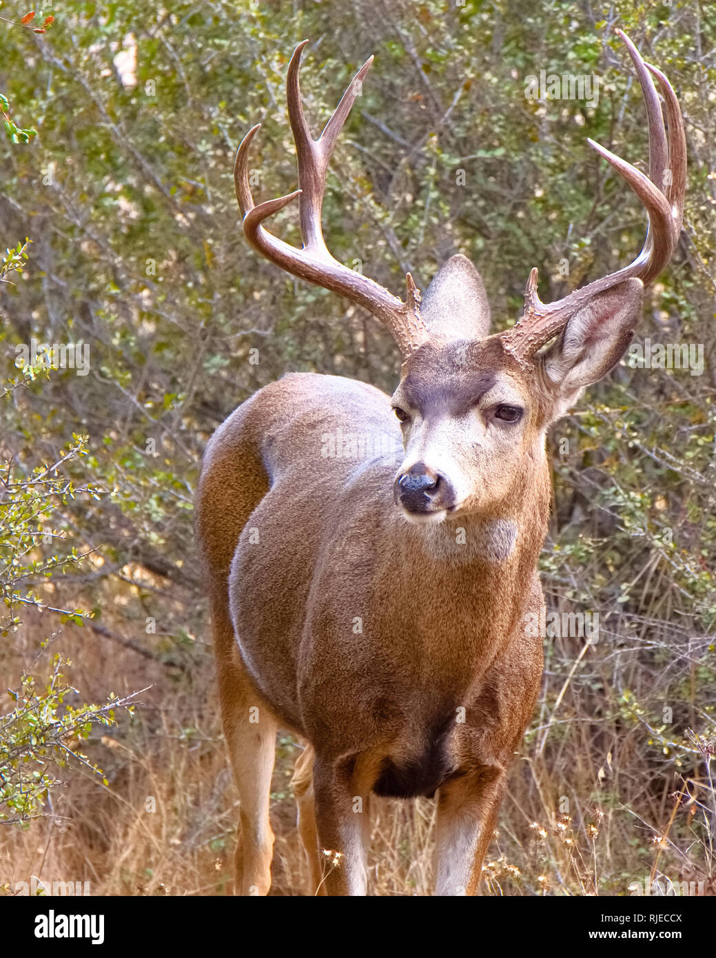 King Gilletter Ranch Wildlife Stock Photo