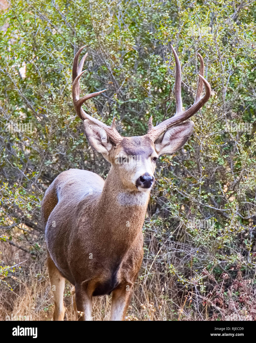 King Gilletter Ranch Wildlife Stock Photo