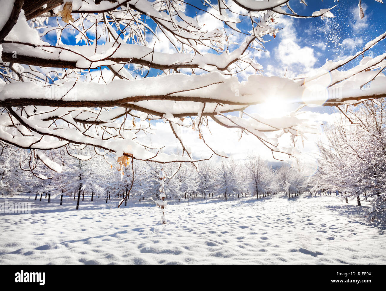 Branch with snow in winter park with rising sun and blue sky background Stock Photo