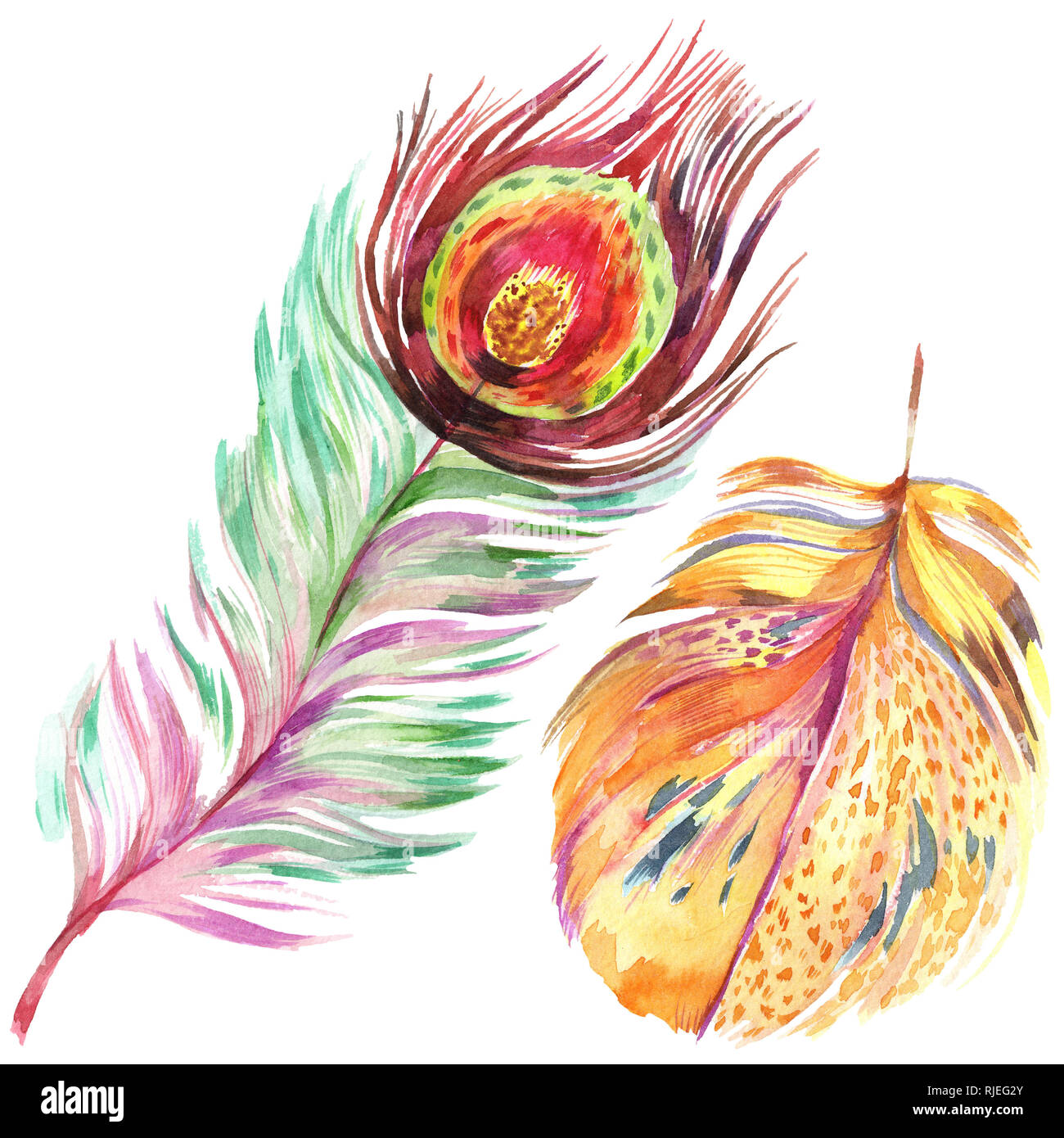 Colorful bird feather from wing isolated. Aquarelle feather for ...