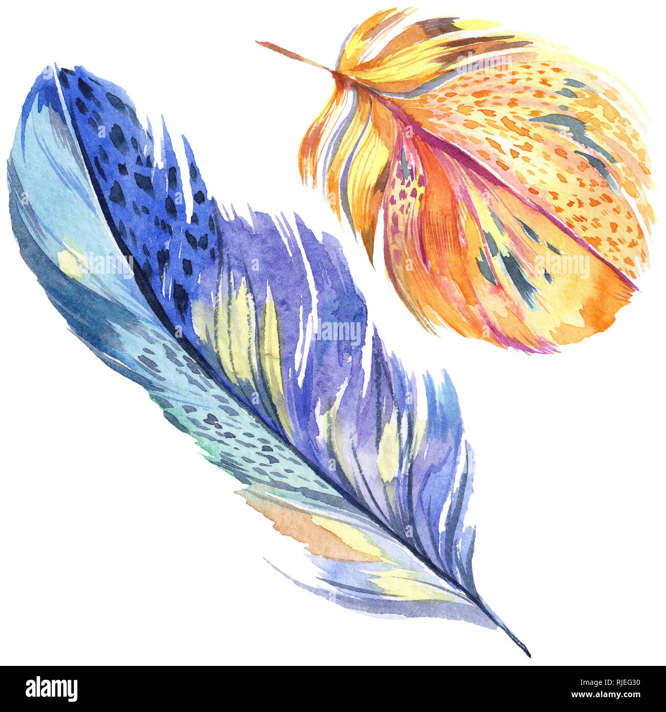 Colorful bird feather from wing isolated. Aquarelle feather for ...