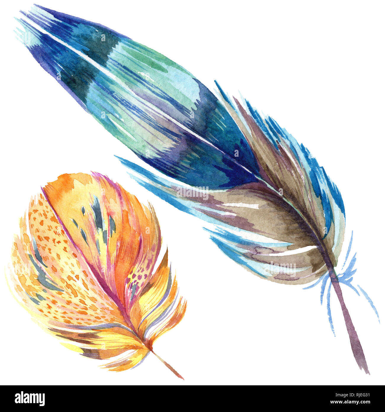 Colorful bird feather from wing isolated. Aquarelle feather for ...
