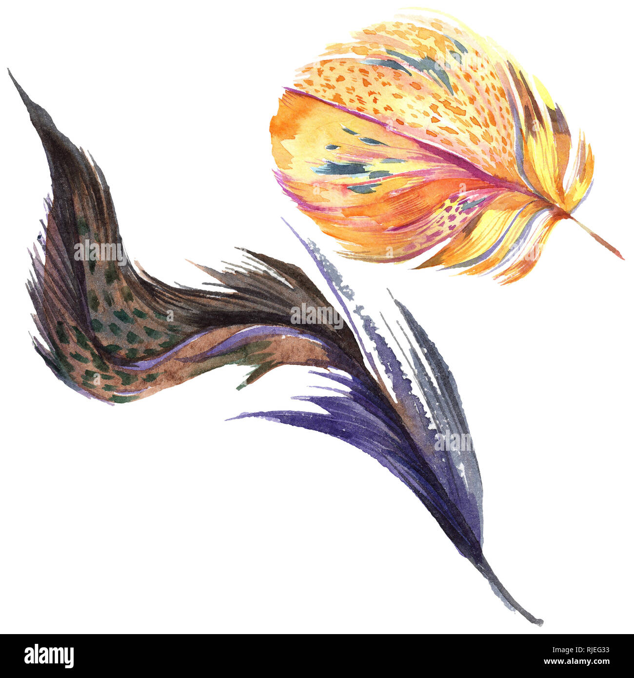 Colorful bird feather from wing isolated. Aquarelle feather for ...