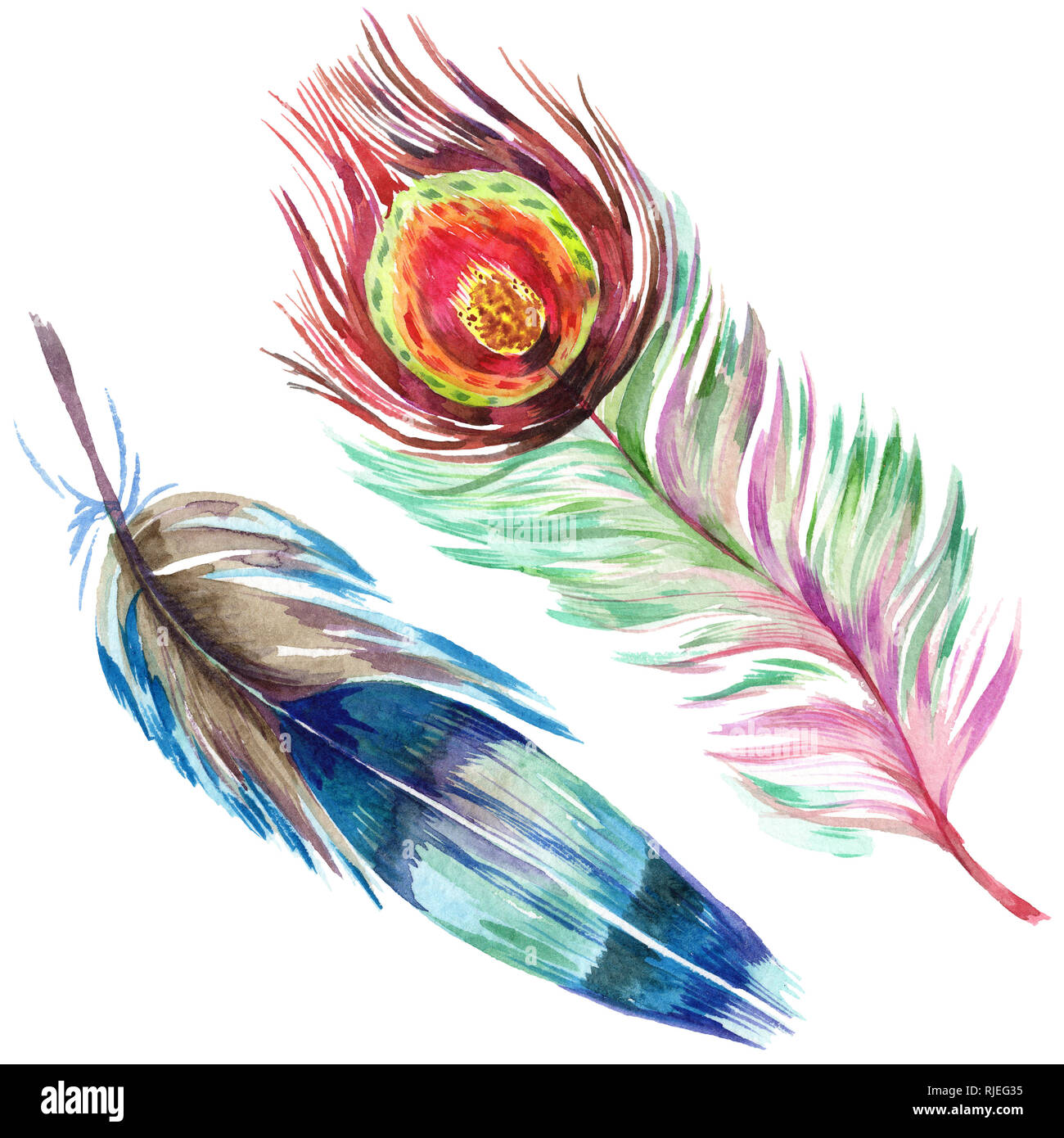 Colorful bird feather from wing isolated. Aquarelle feather for ...