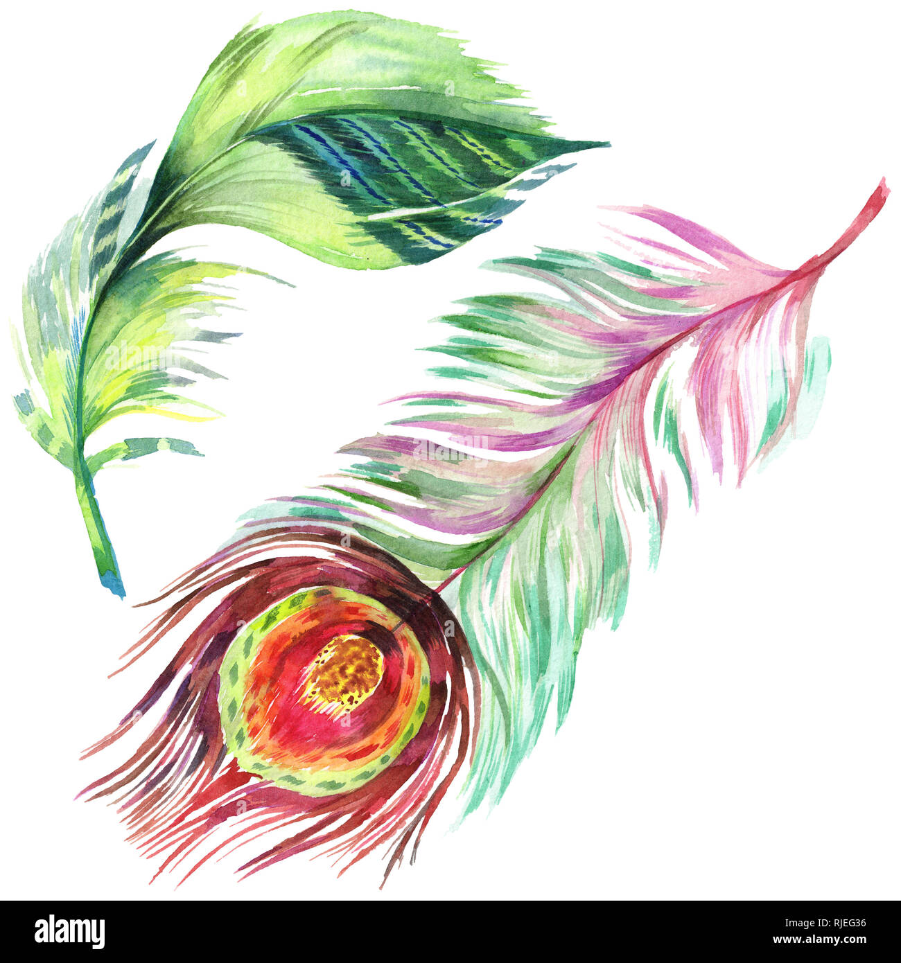 Colorful bird feather from wing isolated. Aquarelle feather for ...