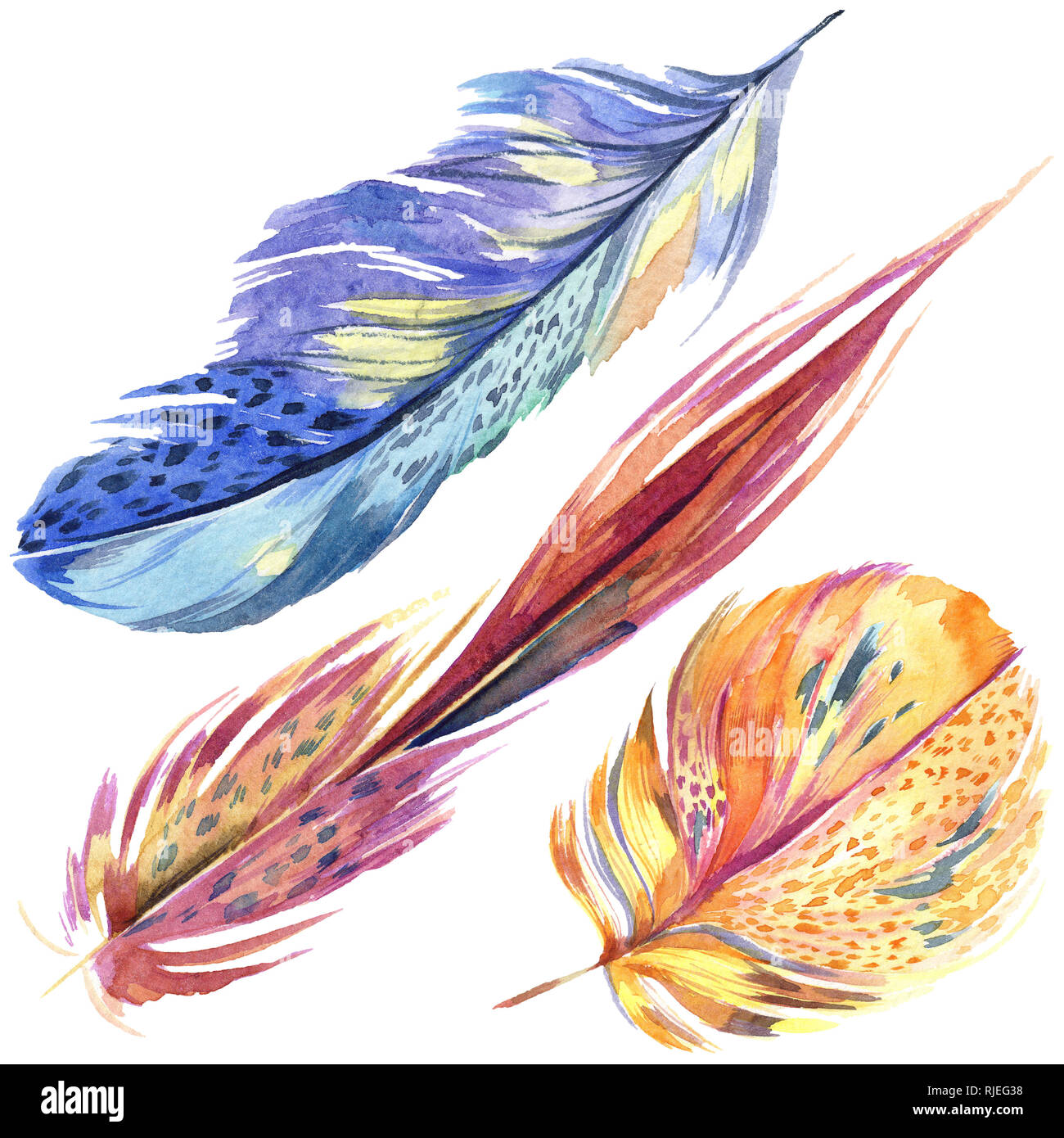 Colorful bird feather from wing isolated. Aquarelle feather for ...