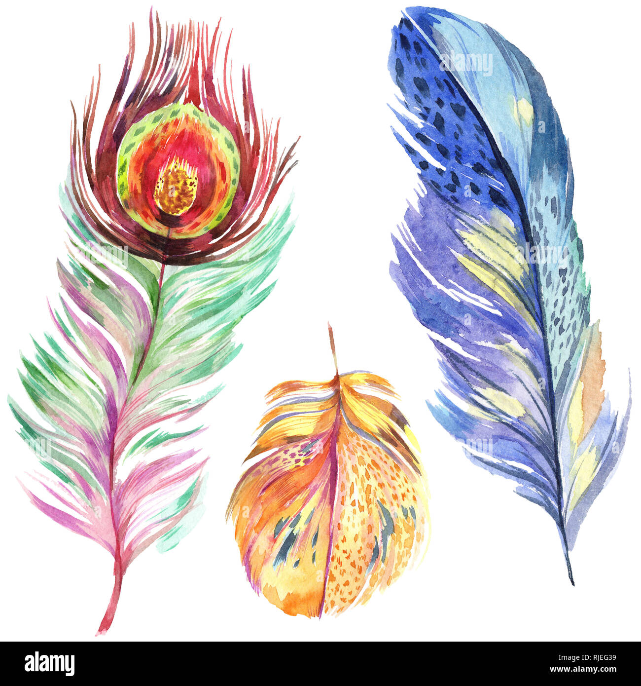 Colorful bird feather from wing isolated. Aquarelle feather for ...