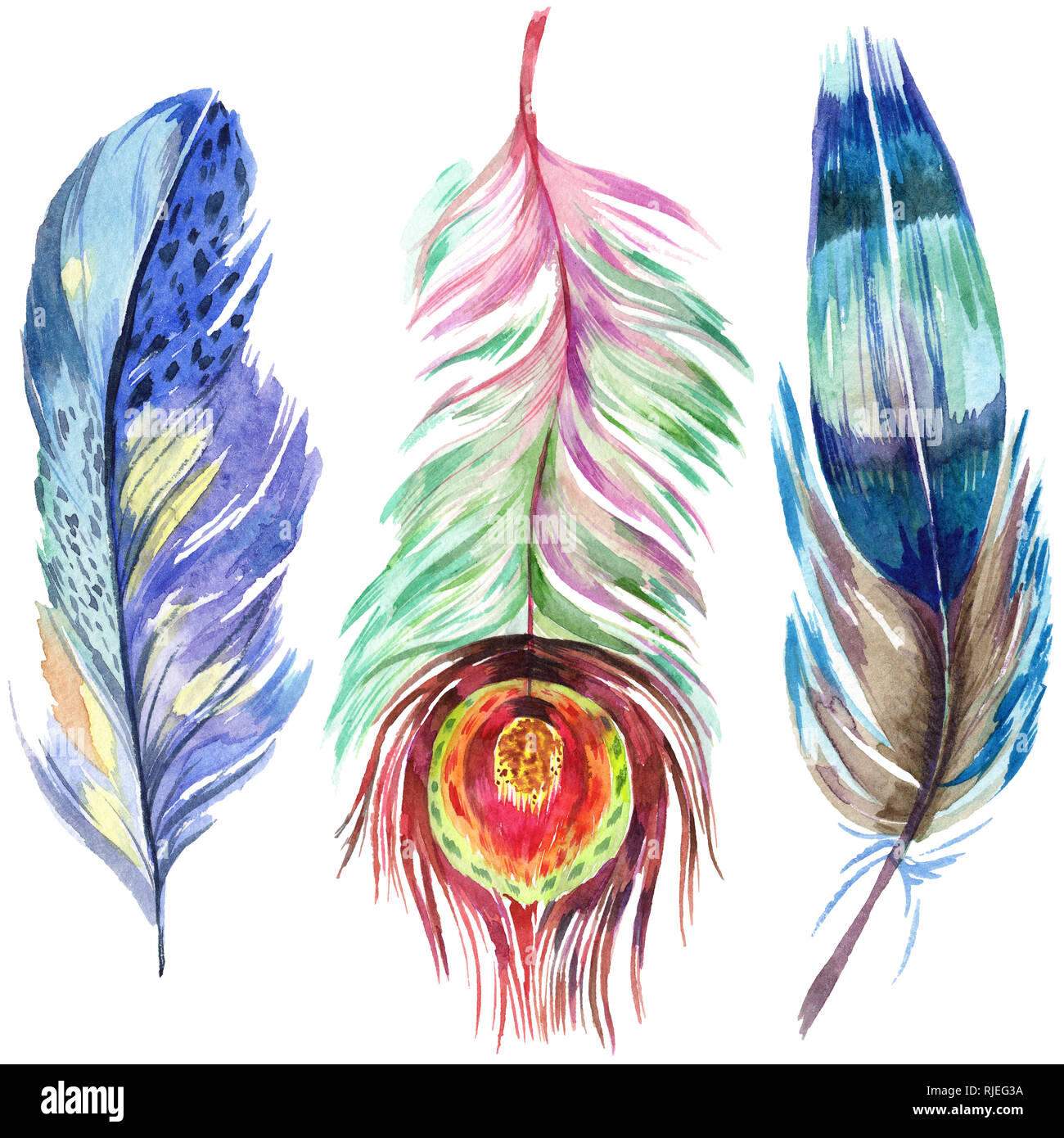 Colorful bird feather from wing isolated. Aquarelle feather for ...