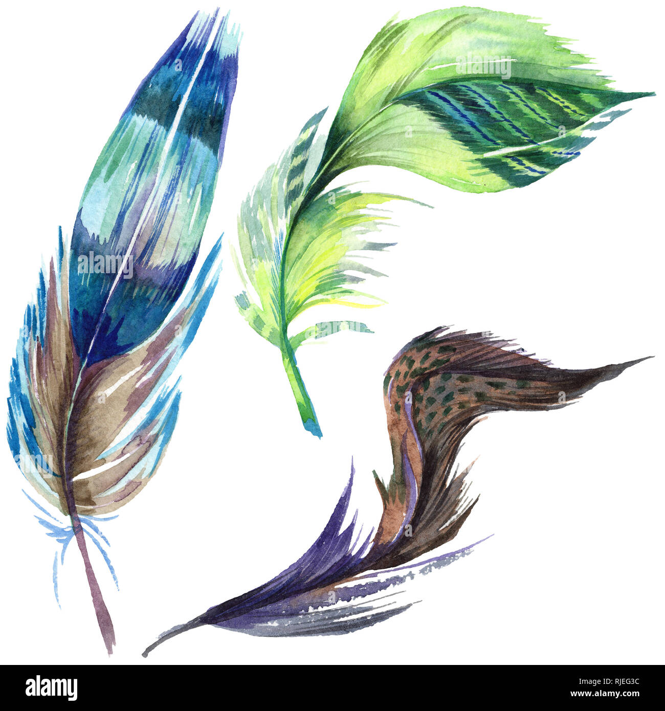 Colorful bird feather from wing isolated. Aquarelle feather for ...