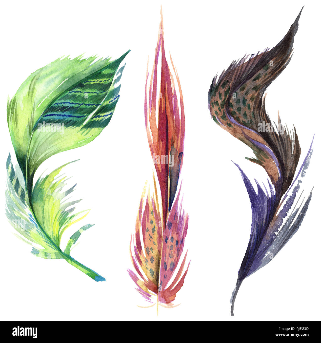 Colorful bird feather from wing isolated. Aquarelle feather for ...