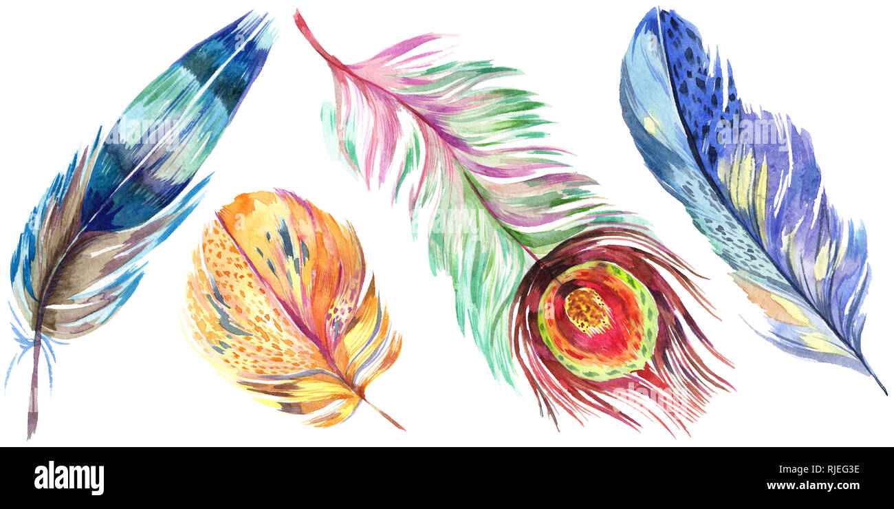 Colorful bird feather from wing isolated. Aquarelle feather for ...