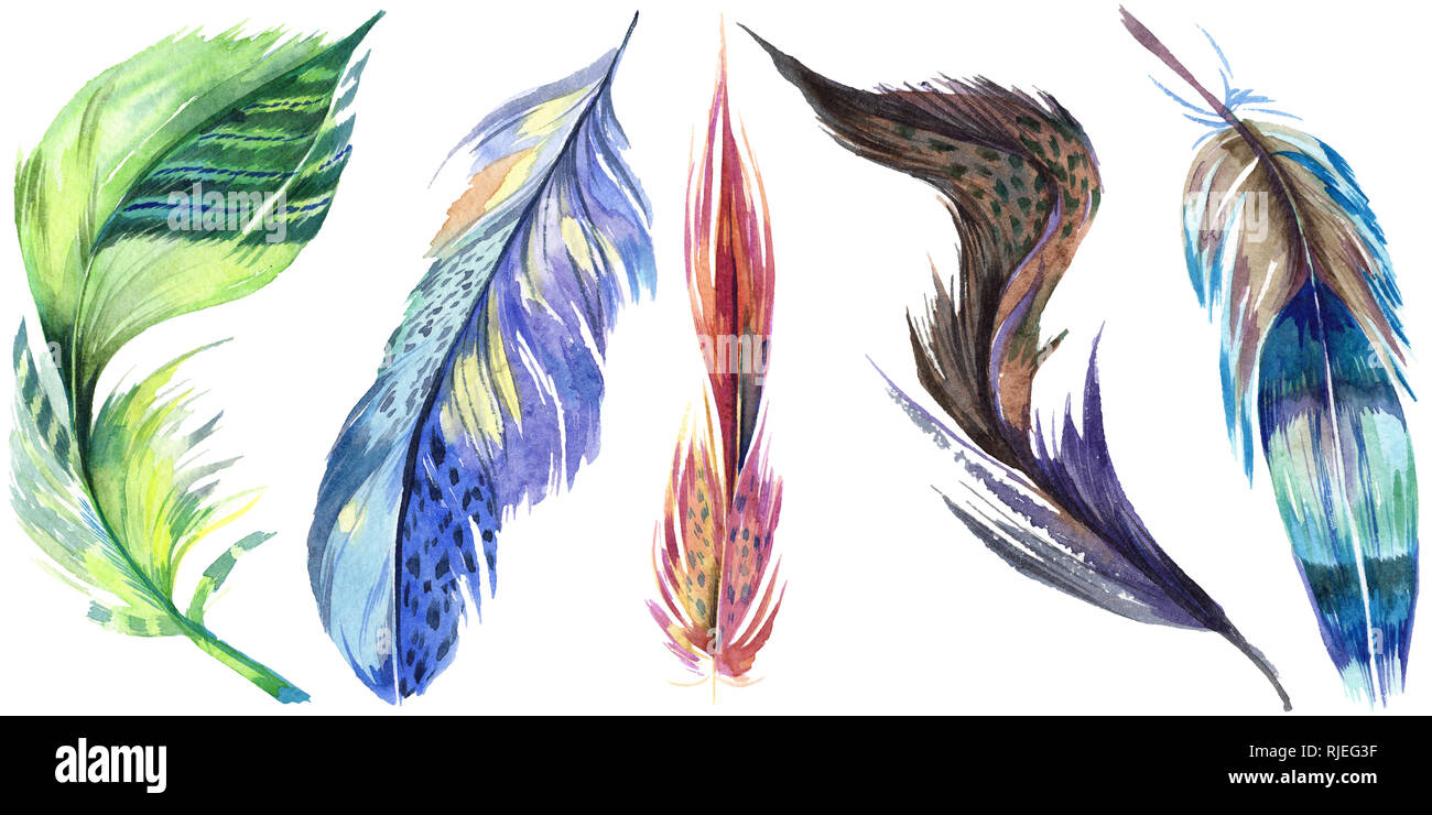 Colorful bird feather from wing isolated. Aquarelle feather for ...