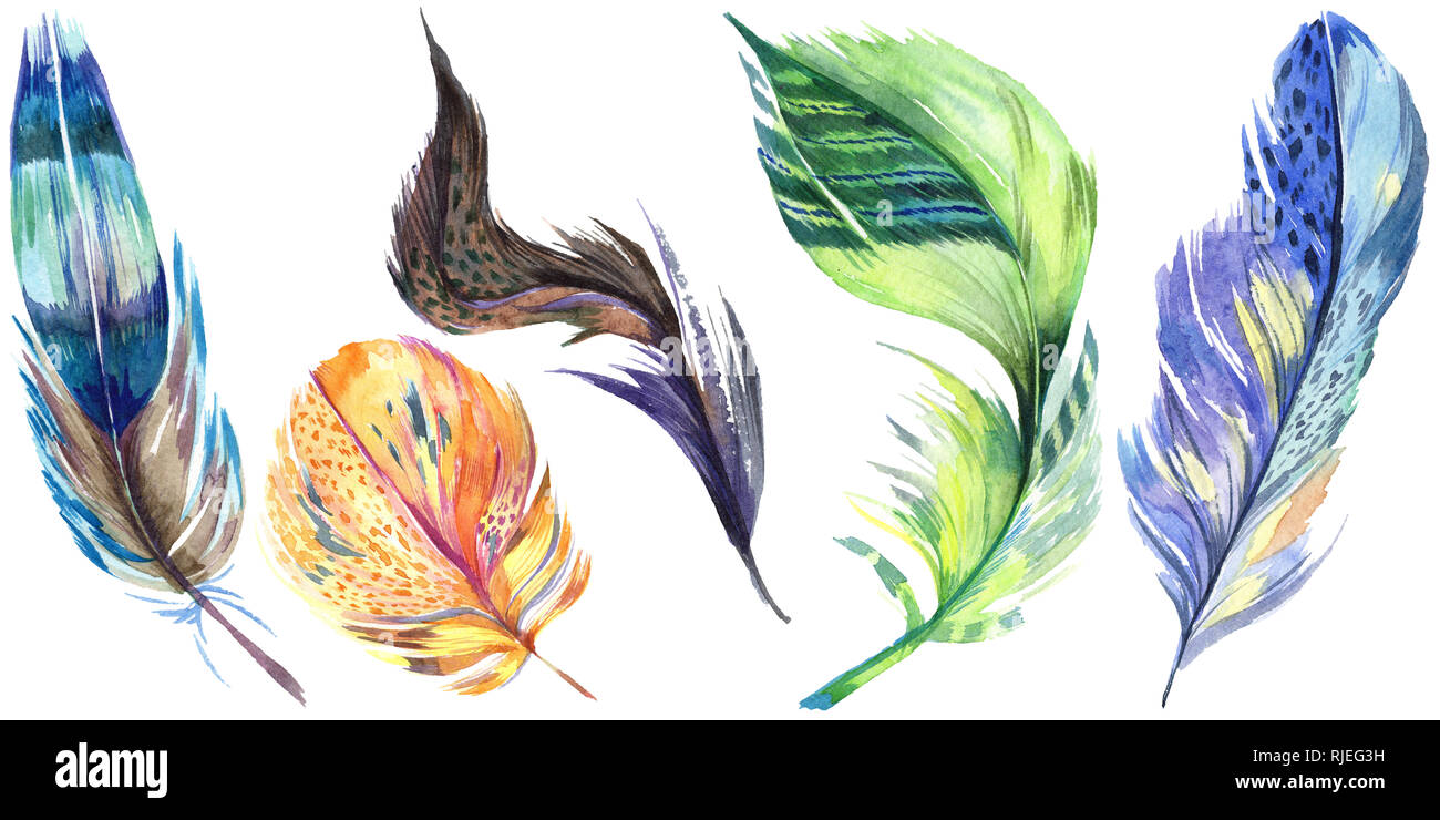 Colorful bird feather from wing isolated. Aquarelle feather for ...