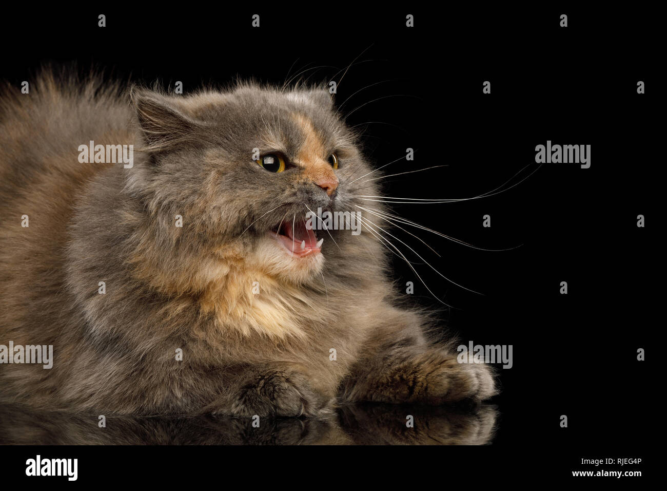 Afraid Munchkin Cat tortoise fur,Lying and Hiss at side Isolated Black background Stock Photo