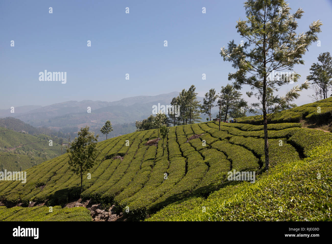 Munnar tea plantation, Kerala, India Stock Photo