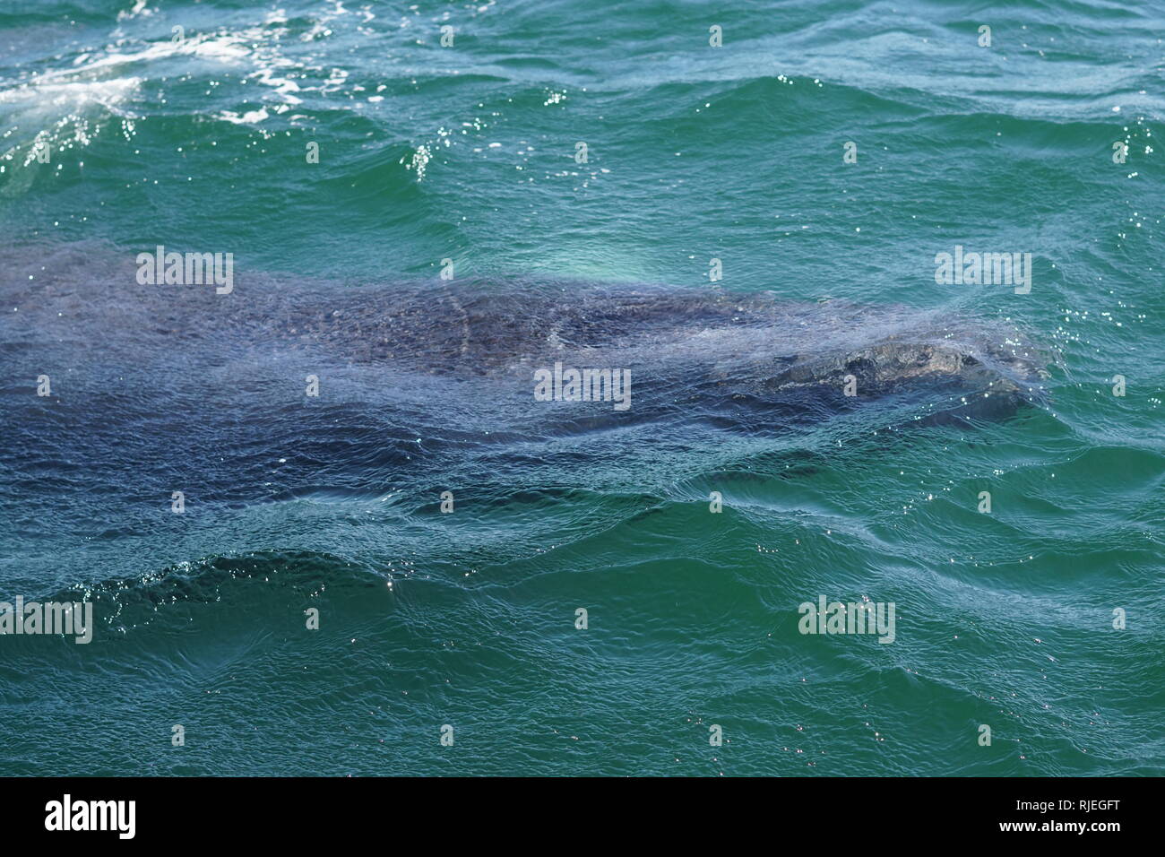 Baby Humpback Whale, Punta de Mita, Mexico Stock Photo
