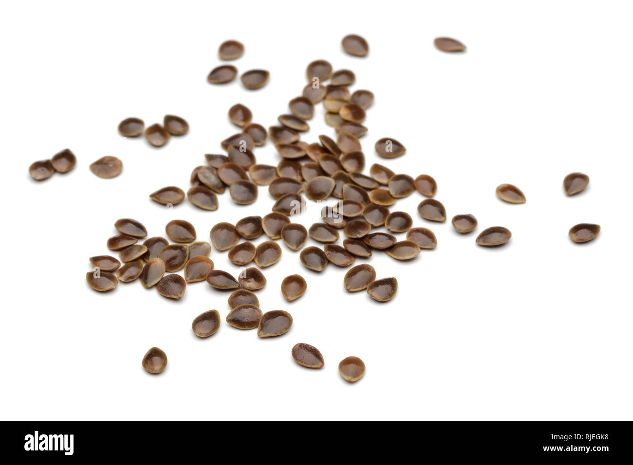 Семена Крапивы Двудомной Купить