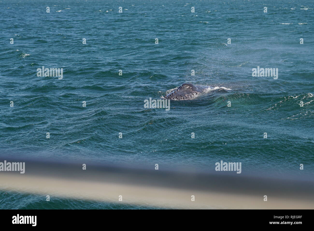 Baby Humpback Whale, Punta de Mita, Mexico Stock Photo