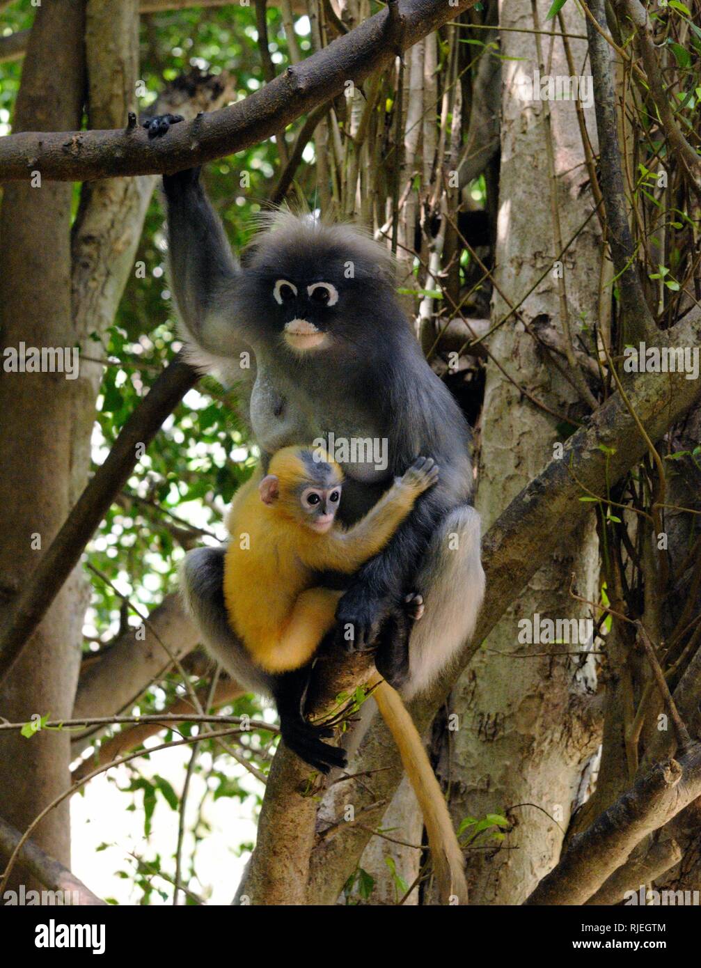 Female dusky langur, dusky leaf monkey, spectacled langur, (Trachypithecus obscurus) with yellow baby monkey in forest in Thailand Stock Photo