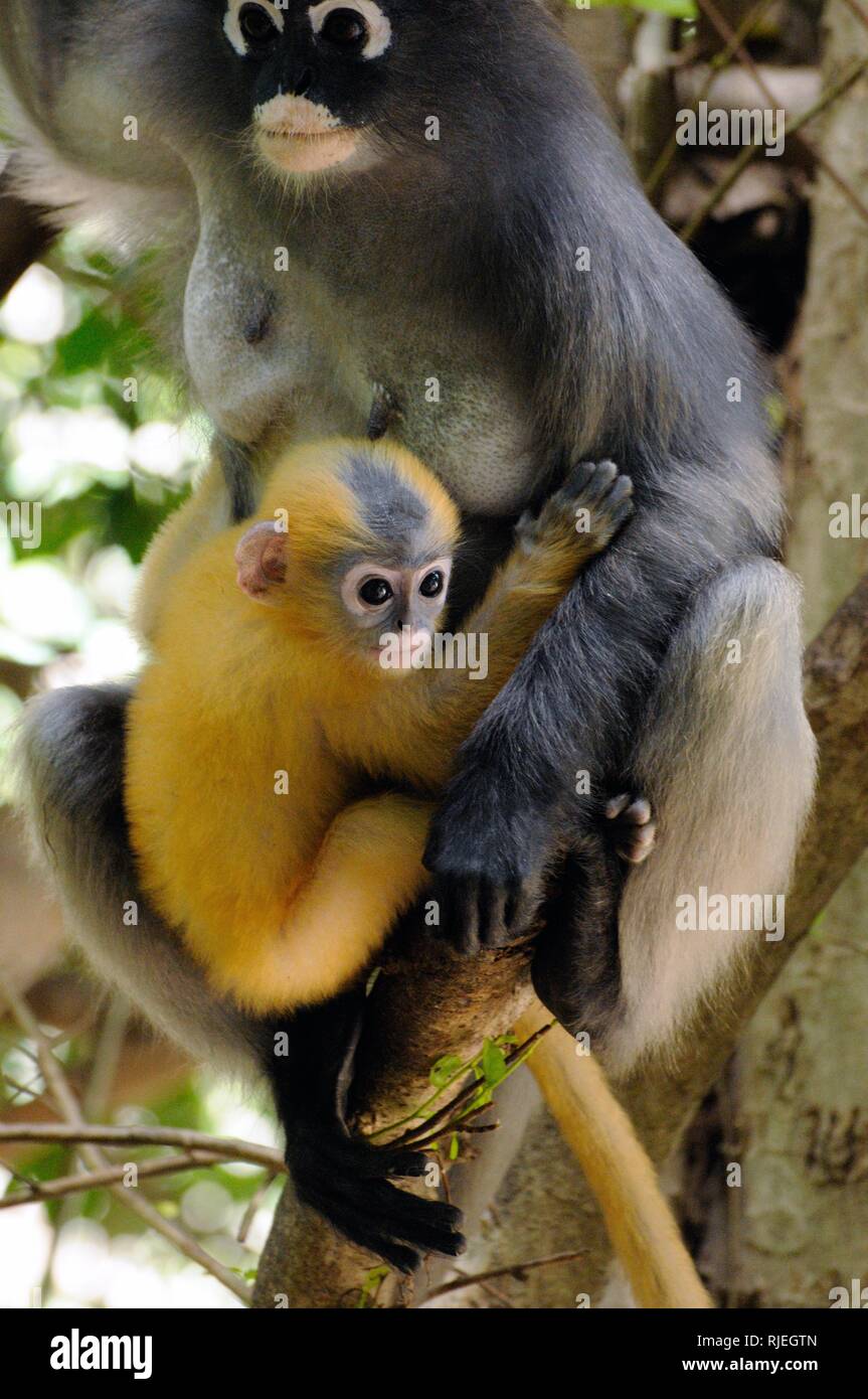 Female dusky langur, dusky leaf monkey, spectacled langur, (Trachypithecus obscurus) with yellow baby monkey in forest in Thailand Stock Photo
