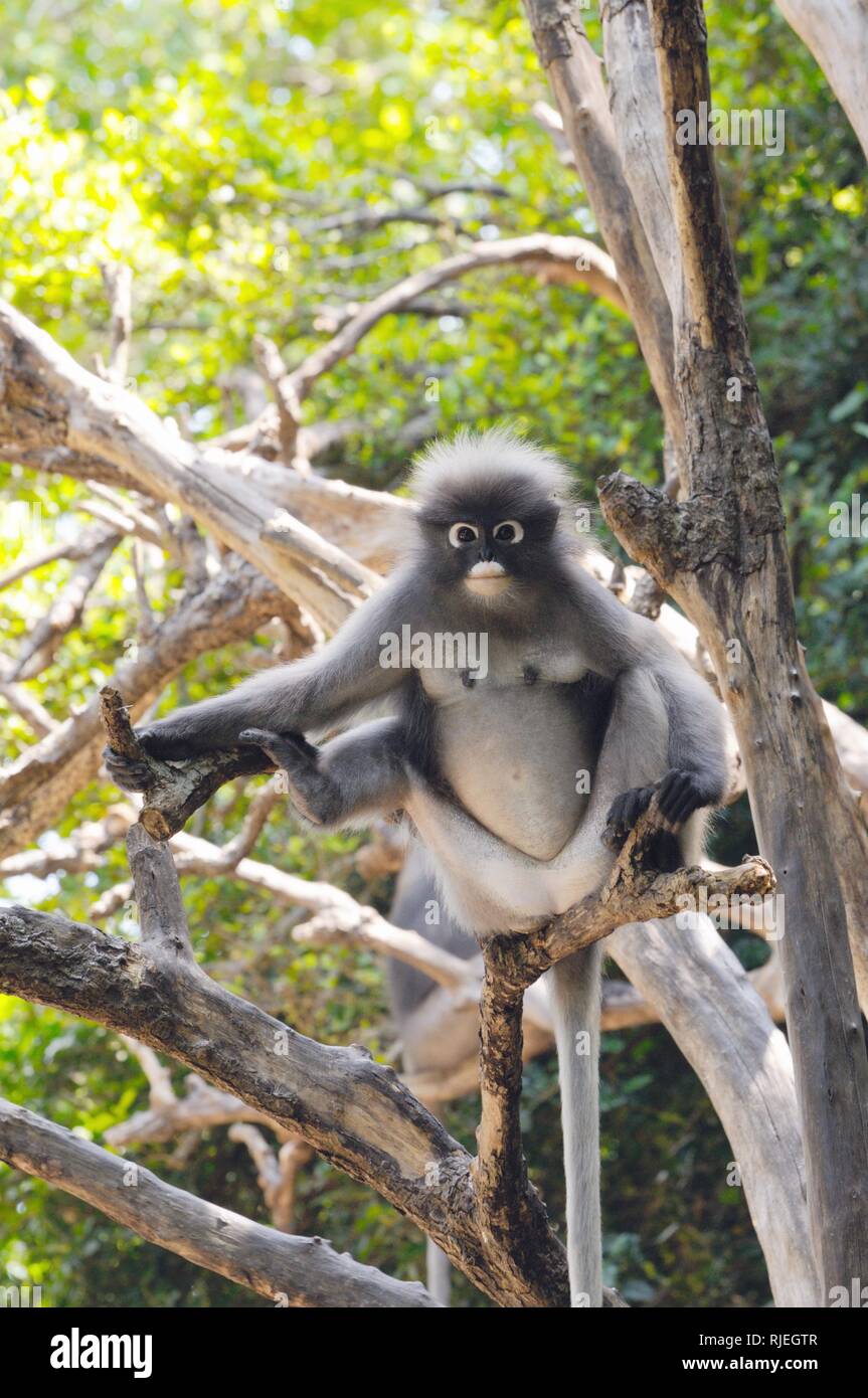 Wild dusky langur, dusky leaf monkey, spectacled langur, spectacled leaf monkey (Trachypithecus obscurus) in tropical forest in Thailand Stock Photo