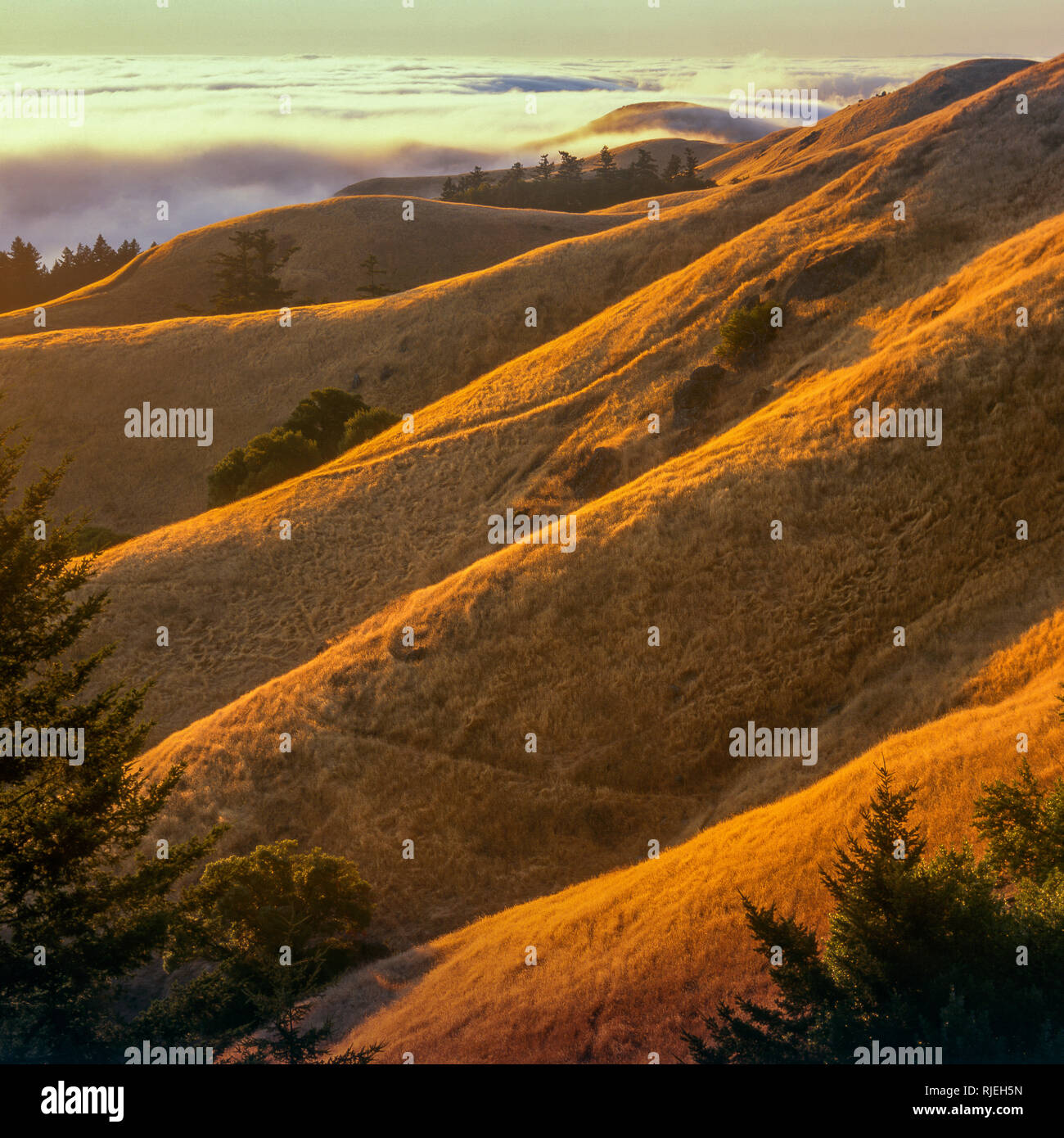 Sunset, Coastal Fog, Bolinas Ridge, Mount Tamalpais State Park, Golden