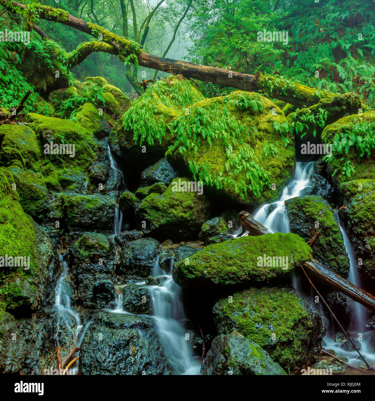 Falls, Cataract Creek, Mount Tamalpais, Marin County, California Stock Photo