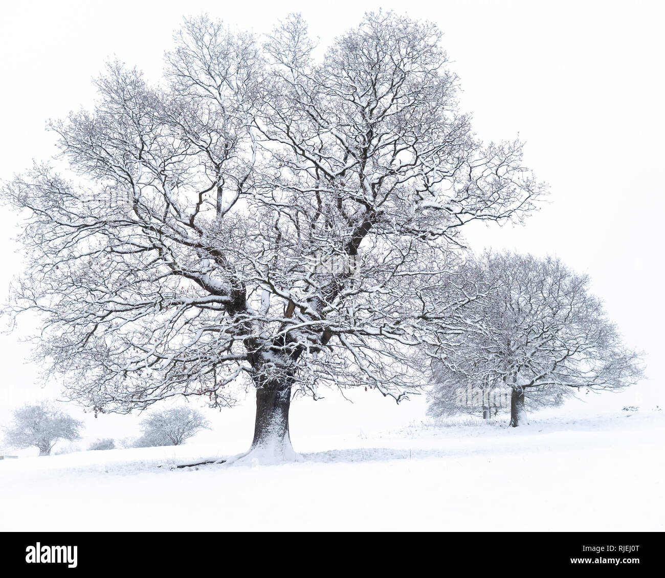 Trees covered on Snow following heavy snowfall in Jan 2019, Cheshire UK Stock Photo