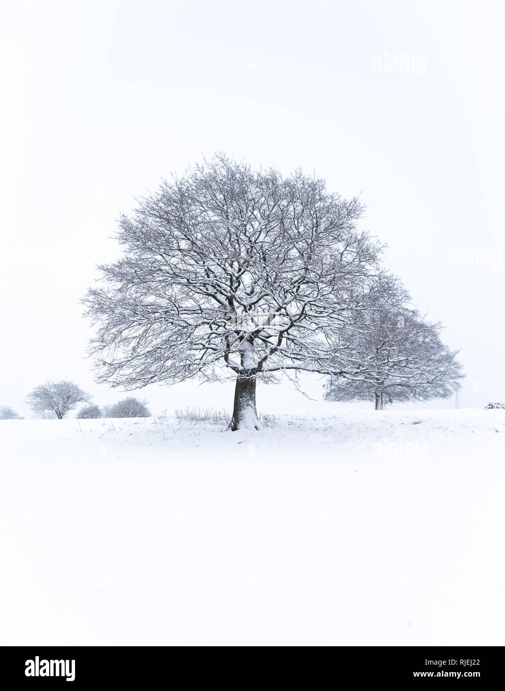 Trees covered on Snow following heavy snowfall in Jan 2019, Cheshire UK ...