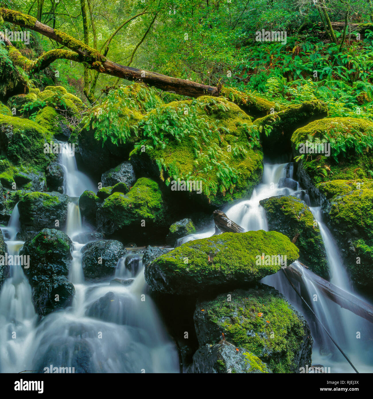 Falls, Cataract Canyon, Mount Tamalpais, Marin County, California Stock Photo
