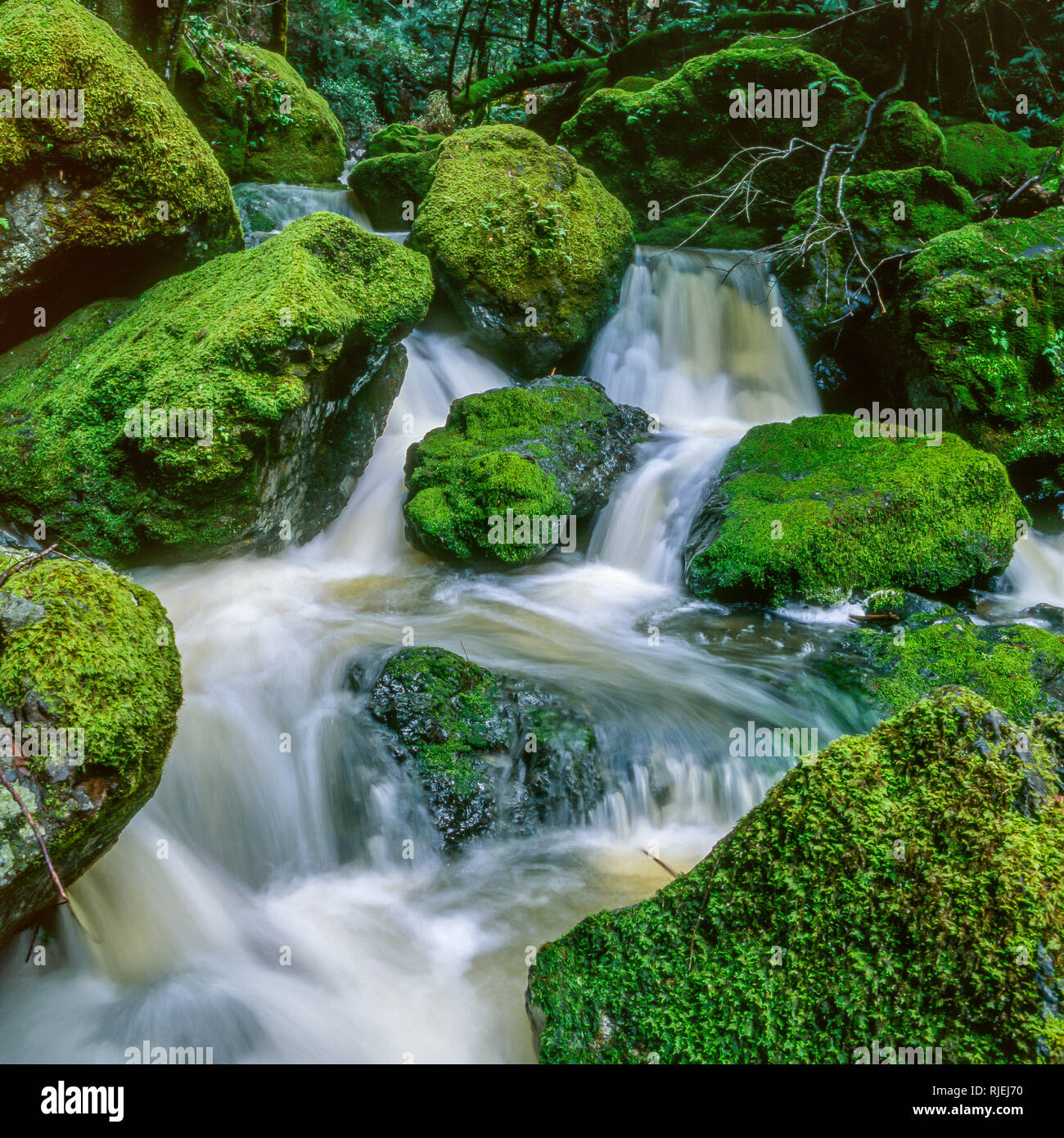 Falls, Cataract Canyon, Mount Tamalpais, Marin County, California Stock Photo