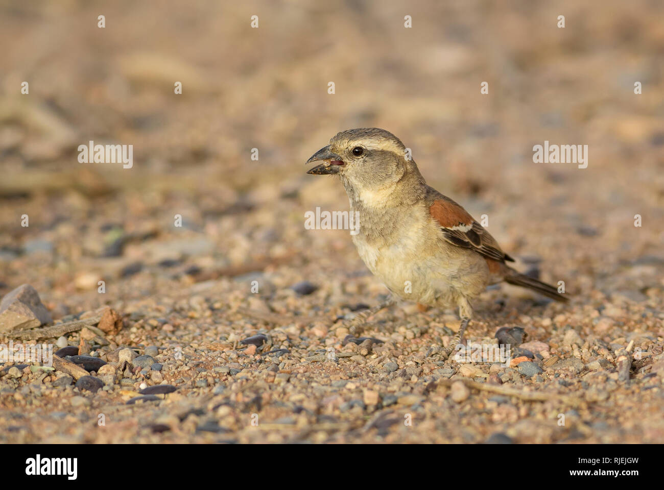 Cape Sparrow - Passer melanurus, common passerine bird from southern Africa, Sossusvlei, Namibia. Stock Photo