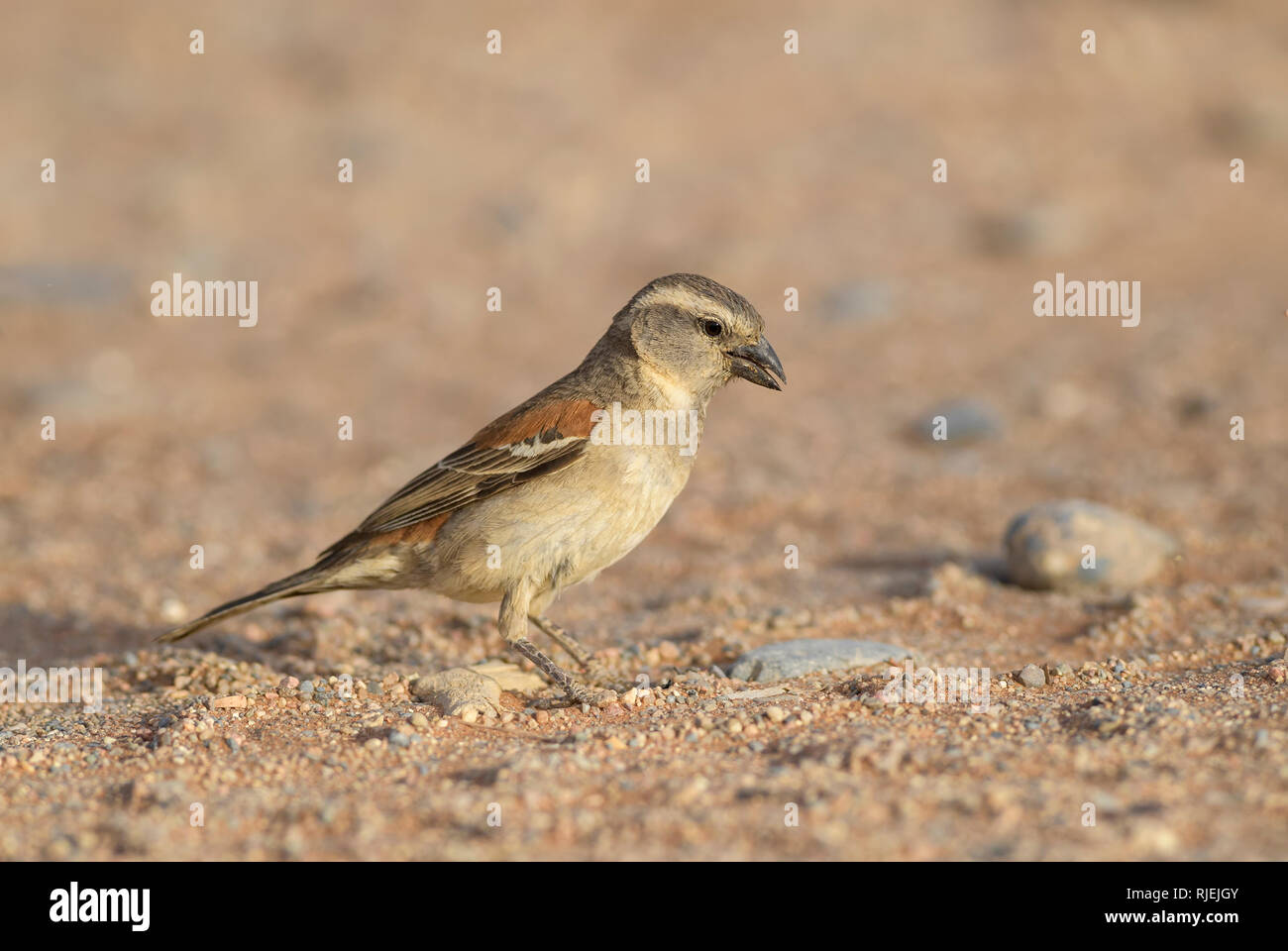 Cape Sparrow - Passer melanurus, common passerine bird from southern Africa, Sossusvlei, Namibia. Stock Photo