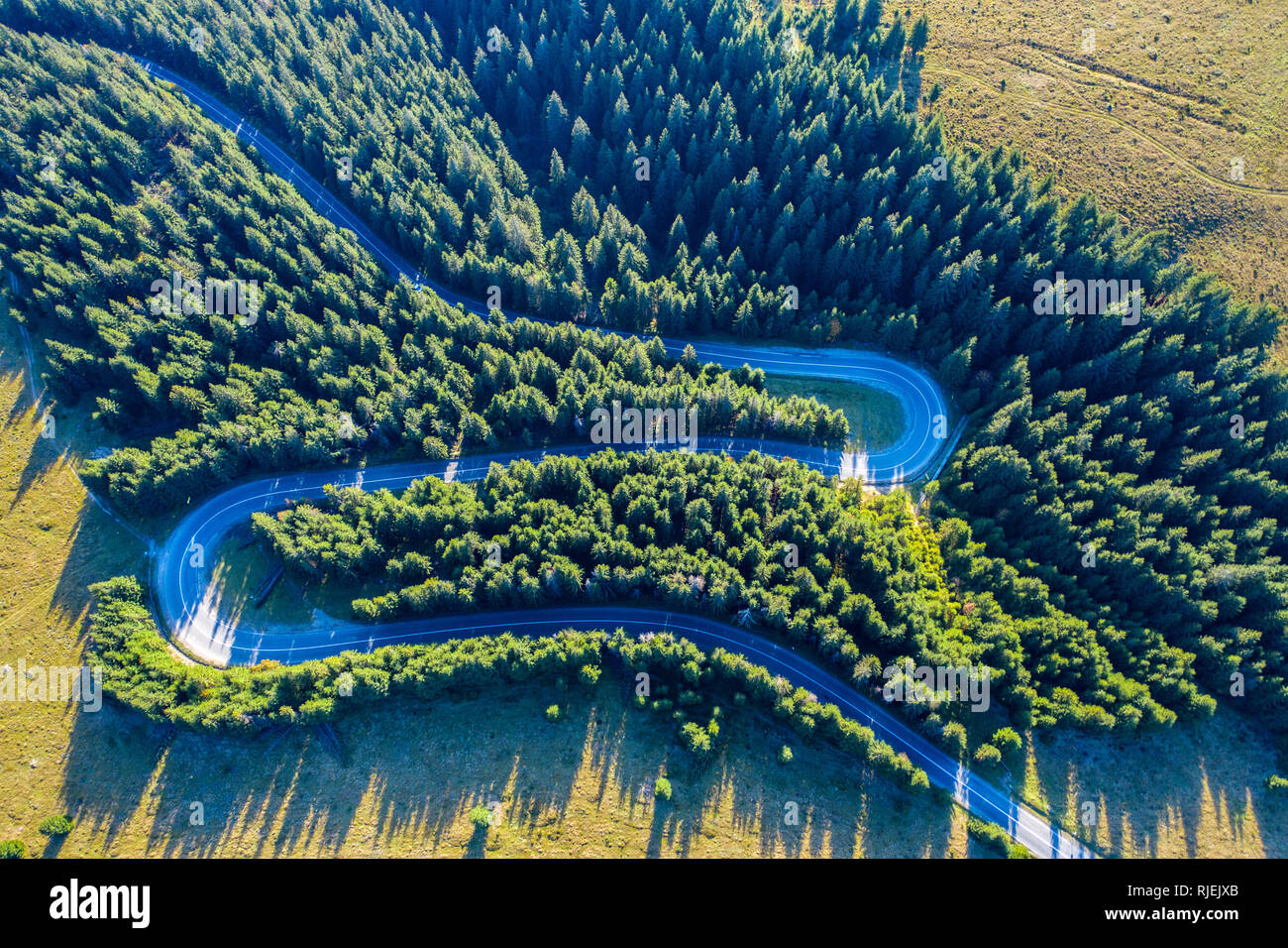 Aerial view of green pine forest and a country serpentine road captured ...