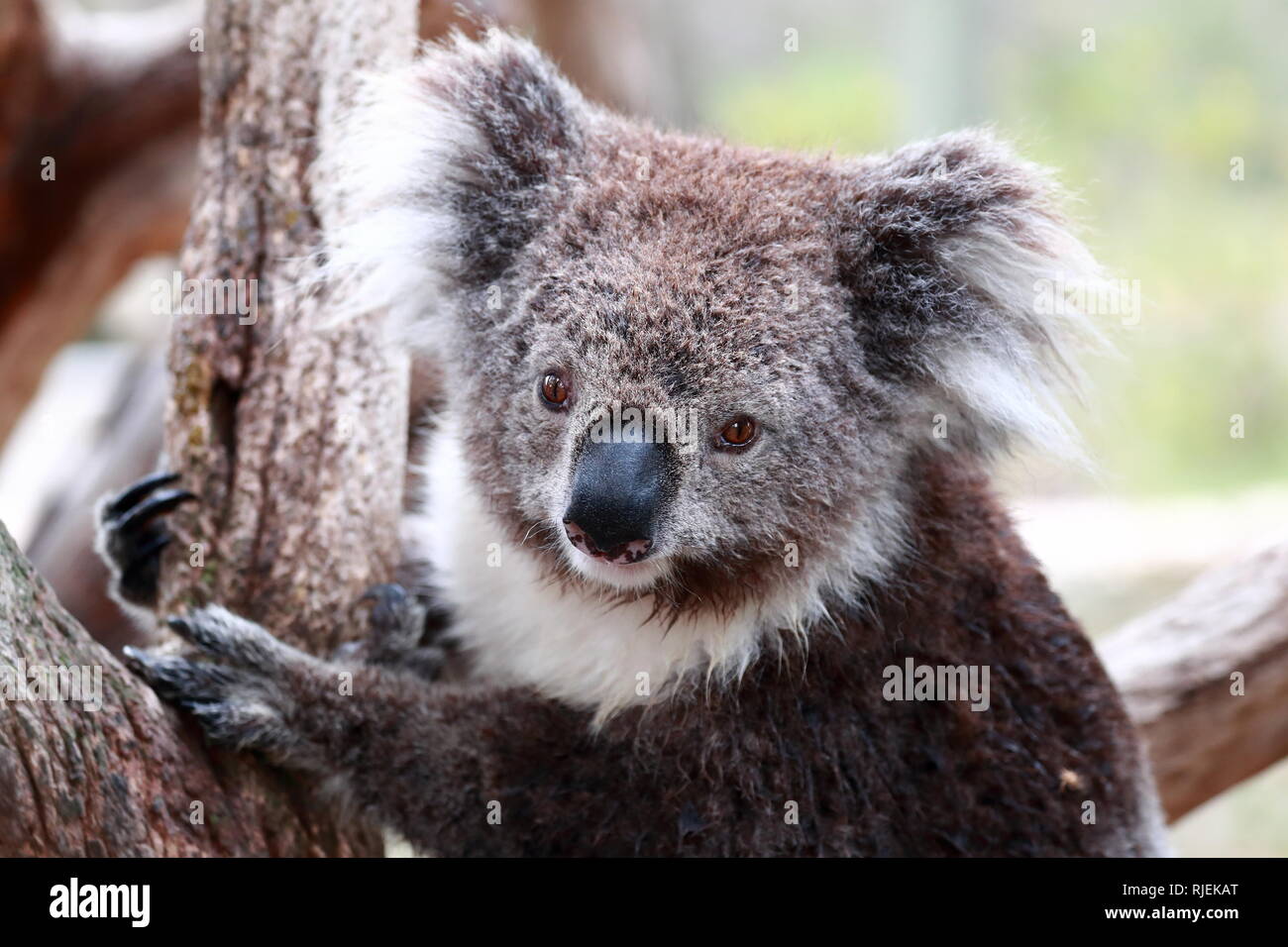 Koala portrait taken in South Australia Stock Photo
