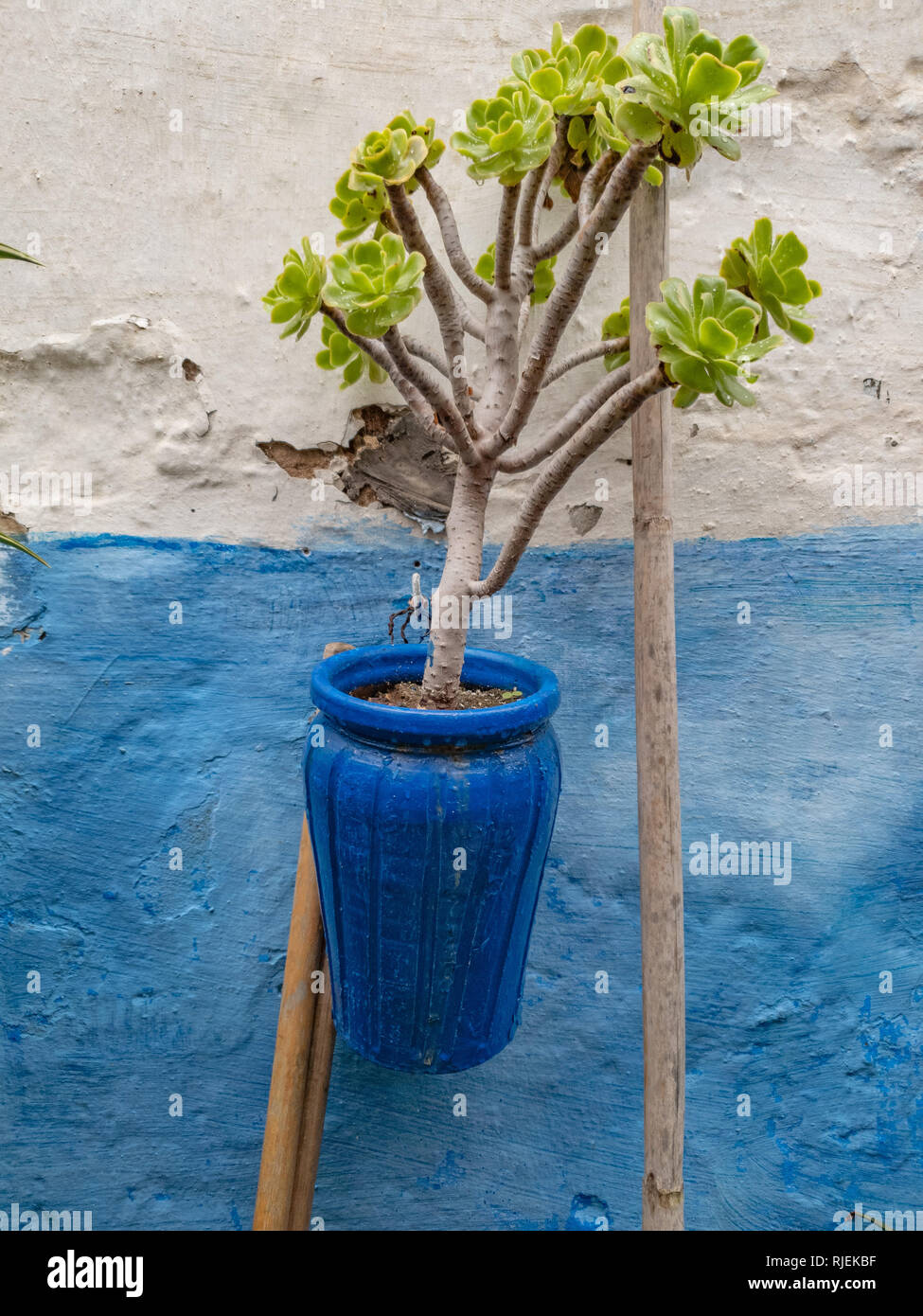 Trees Rabat Small green tree in an earthenware jug against the background of the ...