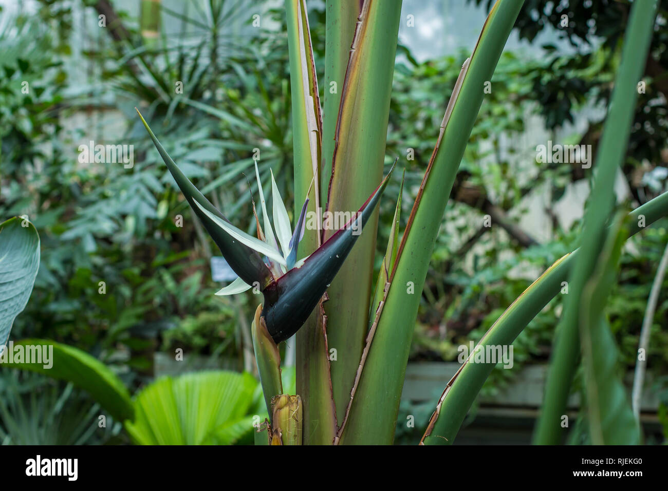 White Bird Of Paradise High Resolution Stock Photography And Images Alamy