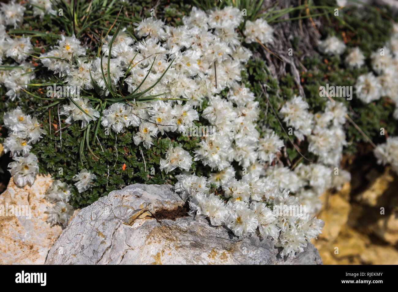 White flowers and bracts of Paronychia wild plant on the Galicica mountain in Macedonia Stock Photo