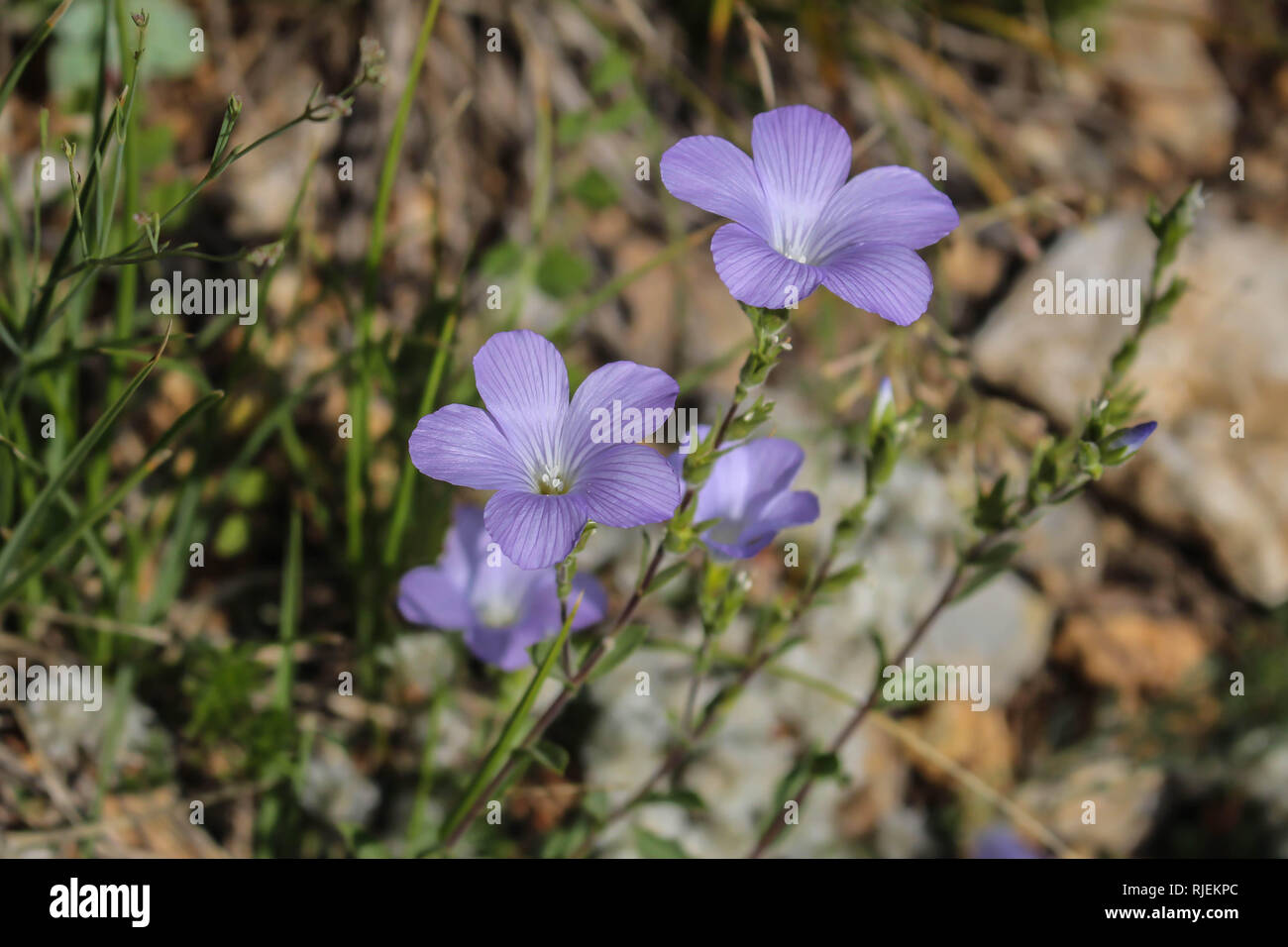 Blue violet flowers of wild species of Linum on the Galičica mountain in Macedonia Stock Photo