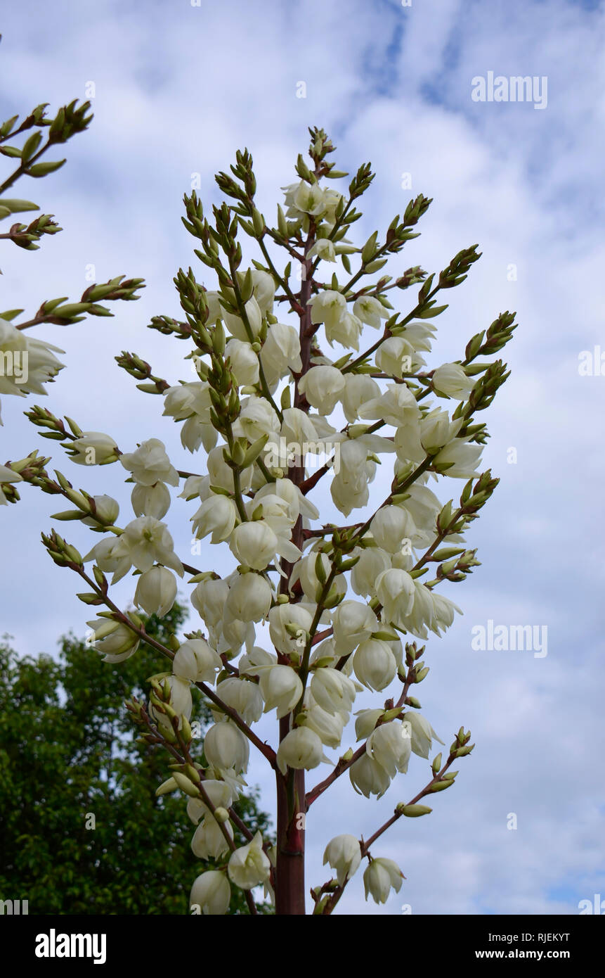 Tall shrubs hires stock photography and images Alamy
