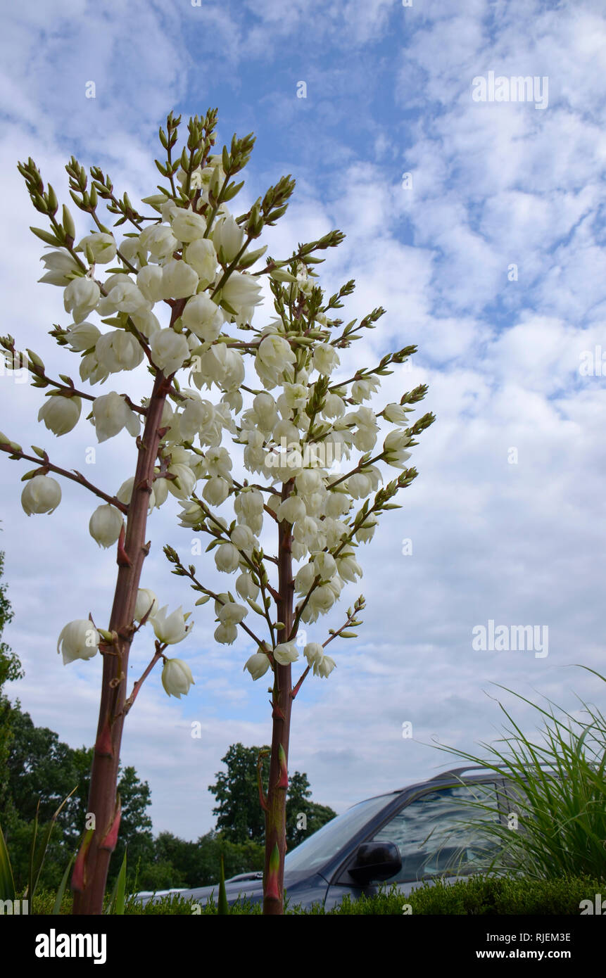 Tall shrubs hires stock photography and images Alamy